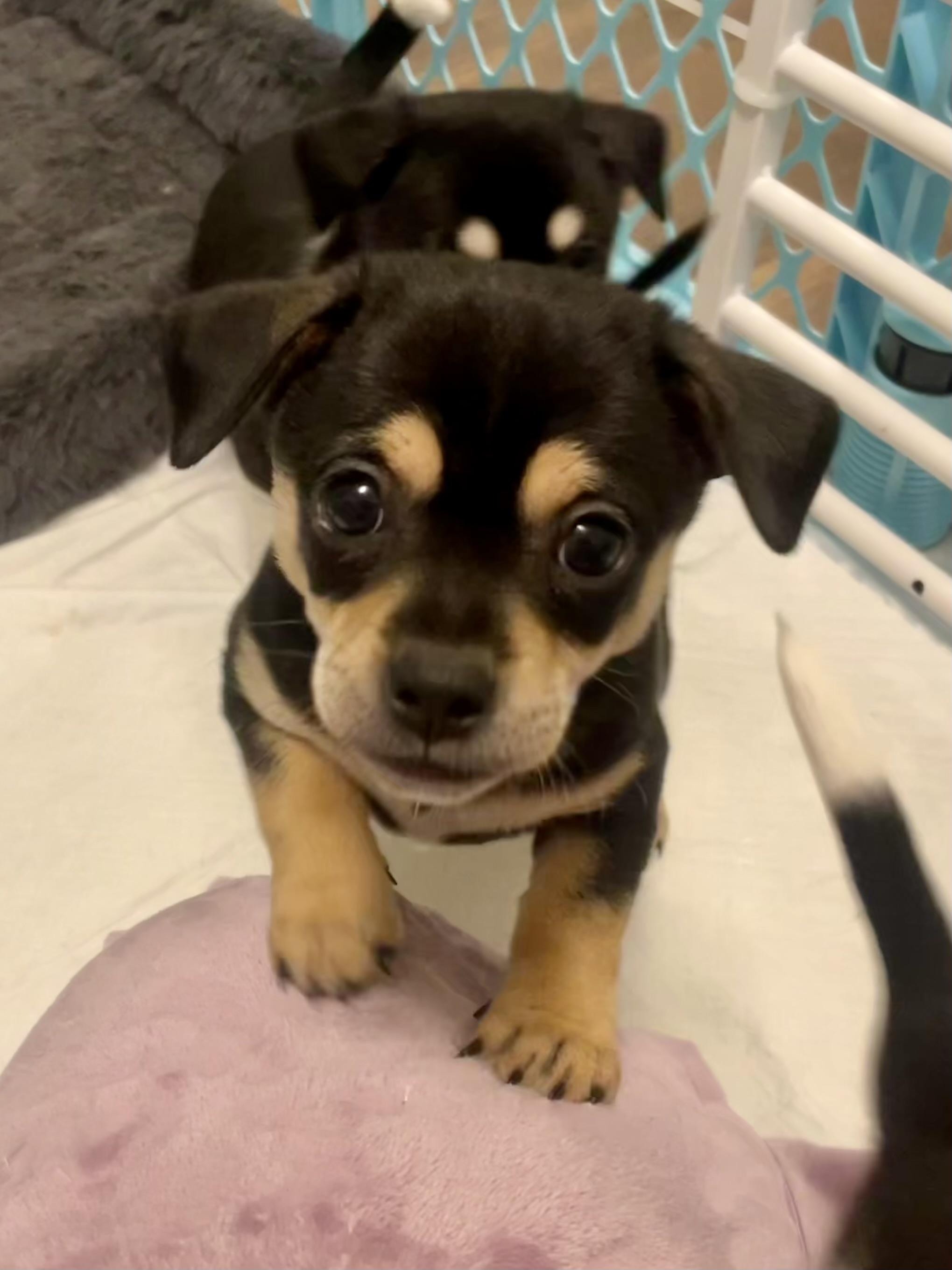 Enlarge Coriander in Texarkana TX, a Adoptable mixed breed in Texarkana, TX image 5/6