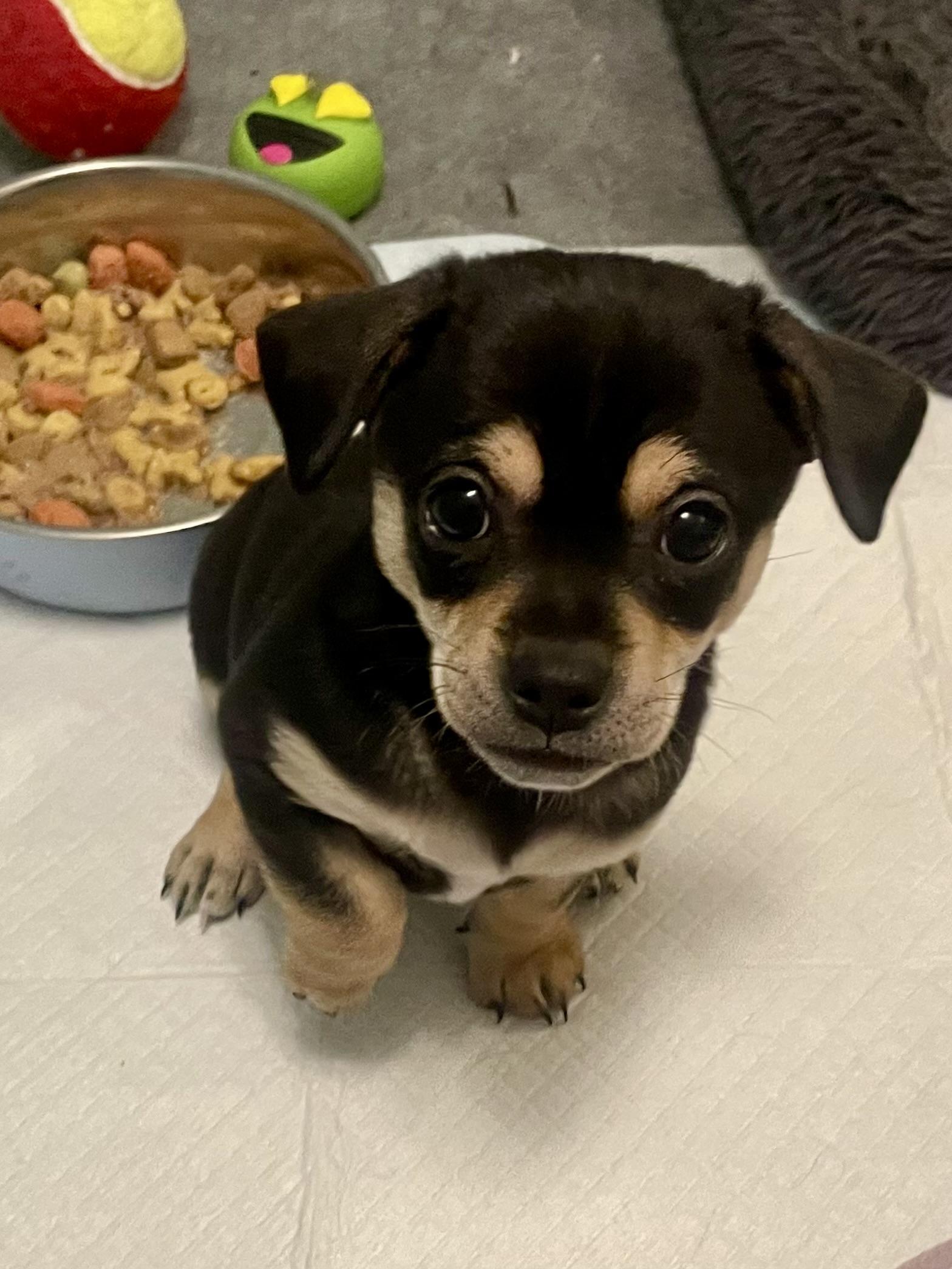 Enlarge Coriander in Texarkana TX, a Adoptable mixed breed in Texarkana, TX image 4/6