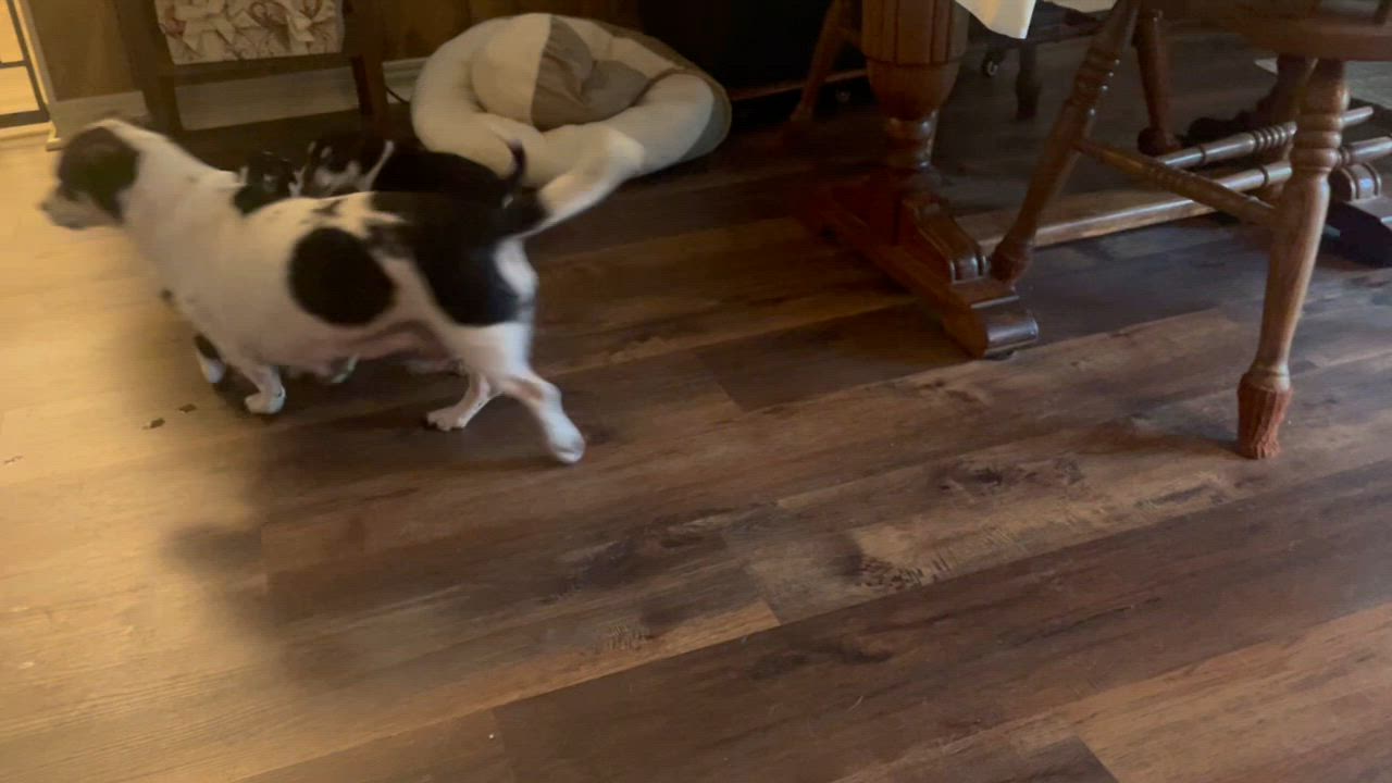 Enlarge Coriander in Texarkana TX, a Adoptable mixed breed in Texarkana, TX video 6/6