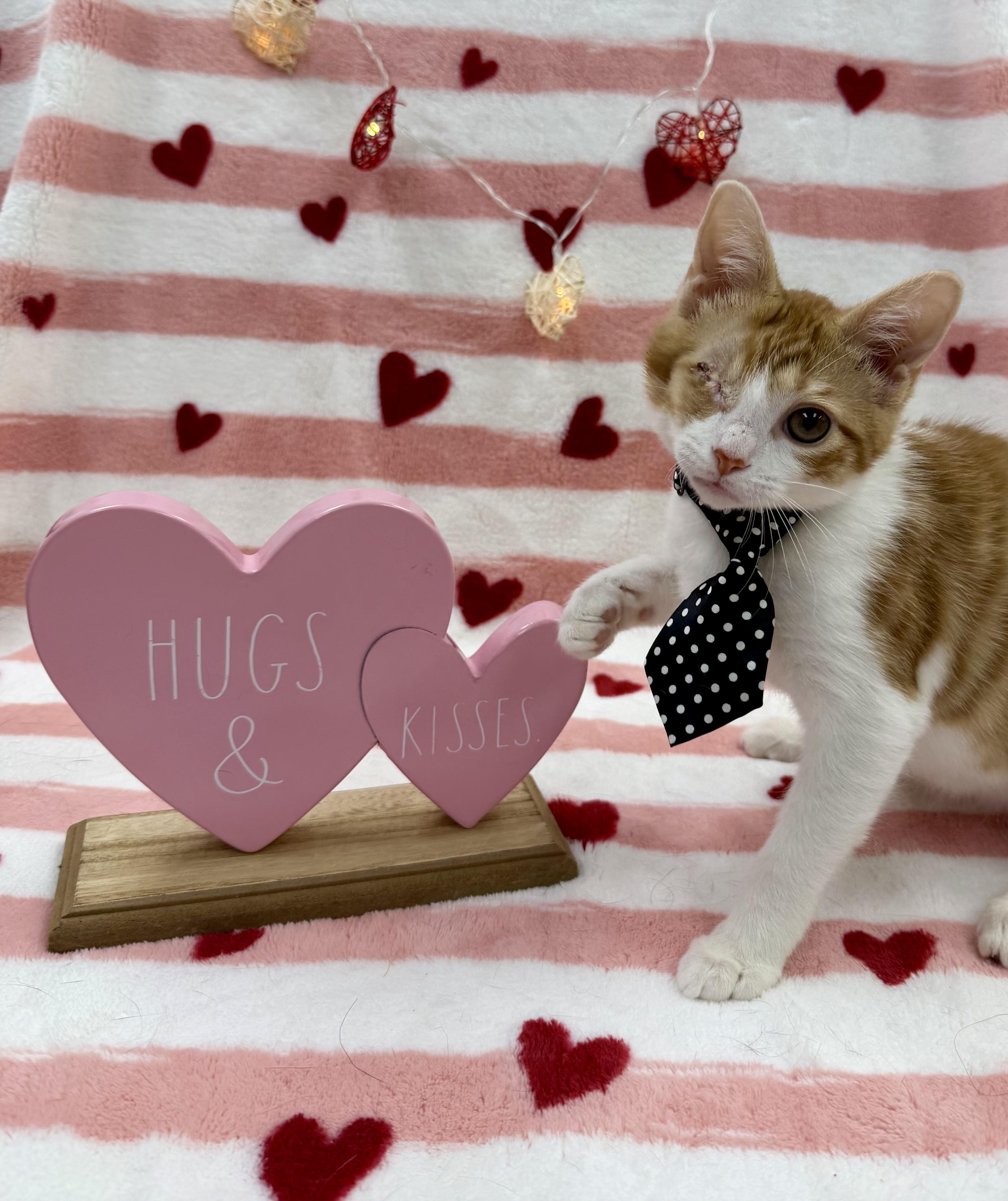 Pokey, ADOPTABLE, Kitten Male Domestic Short Hair.