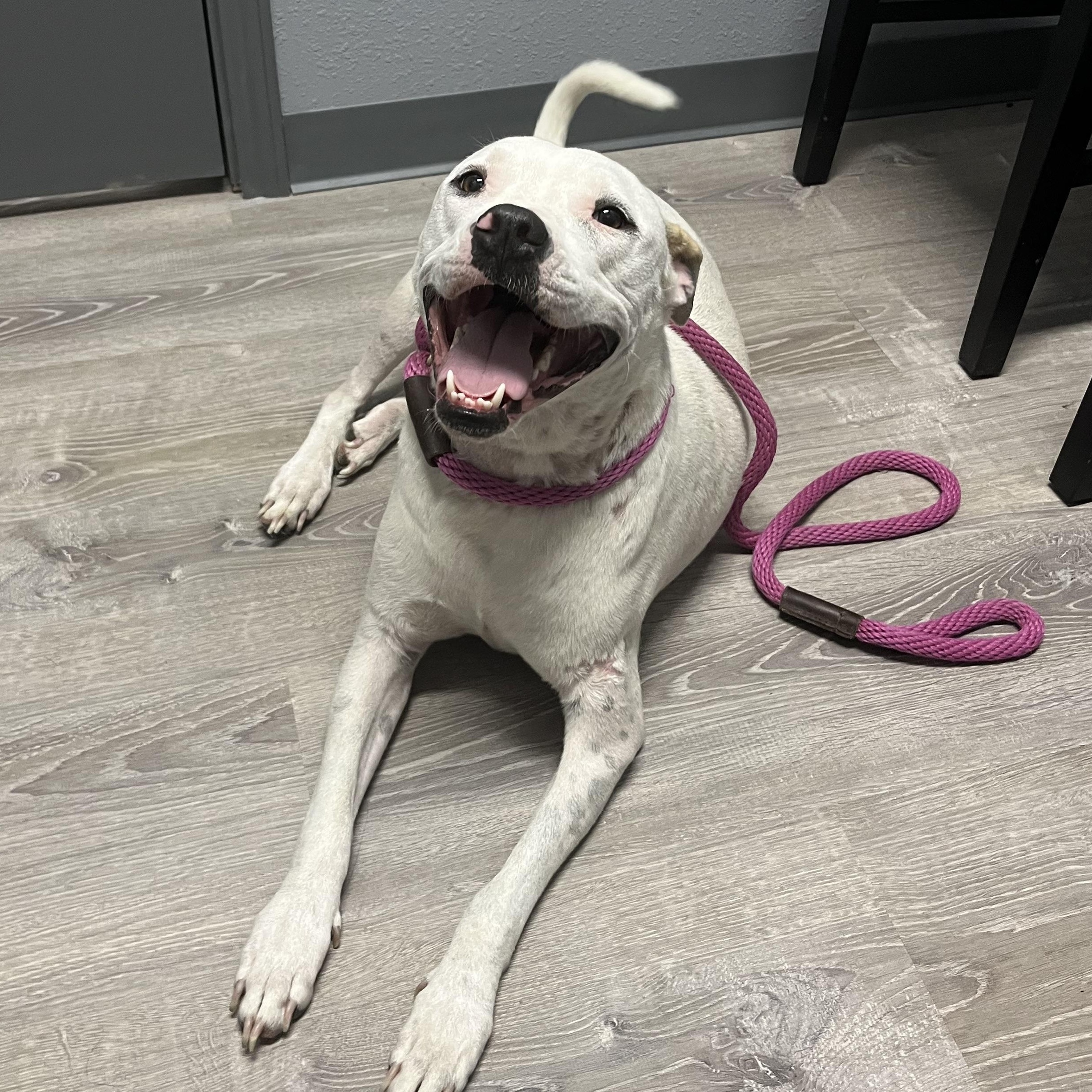 Enlarge Aria, a Adoptable mixed breed in Magnolia, TX image 2/3