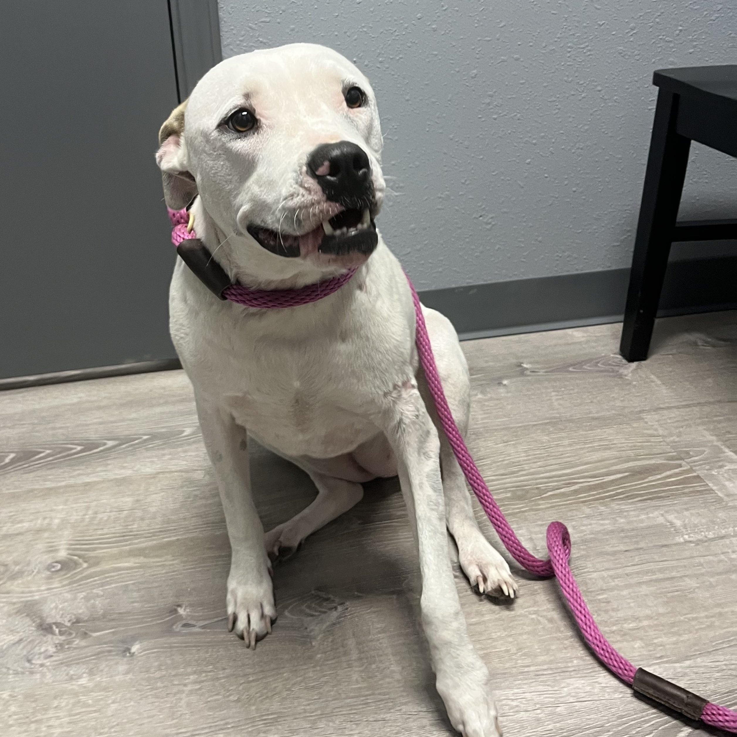 Aria, Adoptable, Adult Female Labrador Retriever & Pit Bull Terrier.