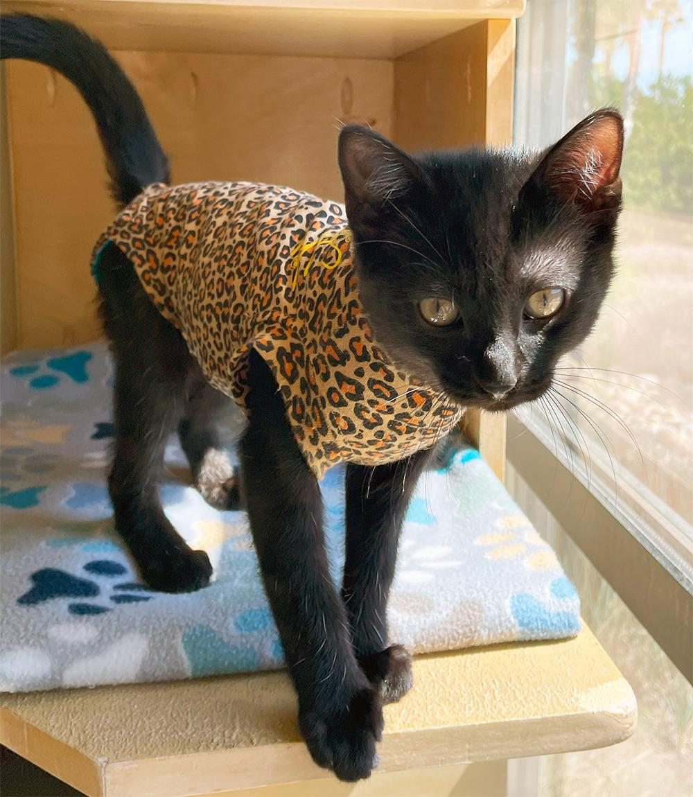 DOMINO