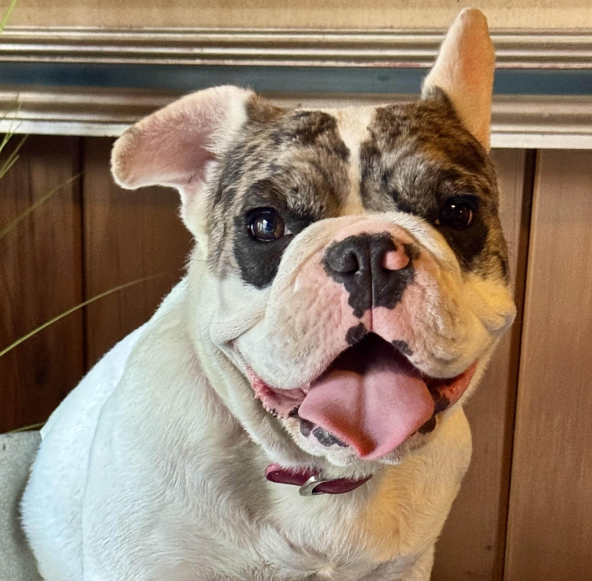 Enlarge Frenchesca, a Adopted mixed breed in Van Nuys, CA image 2/4