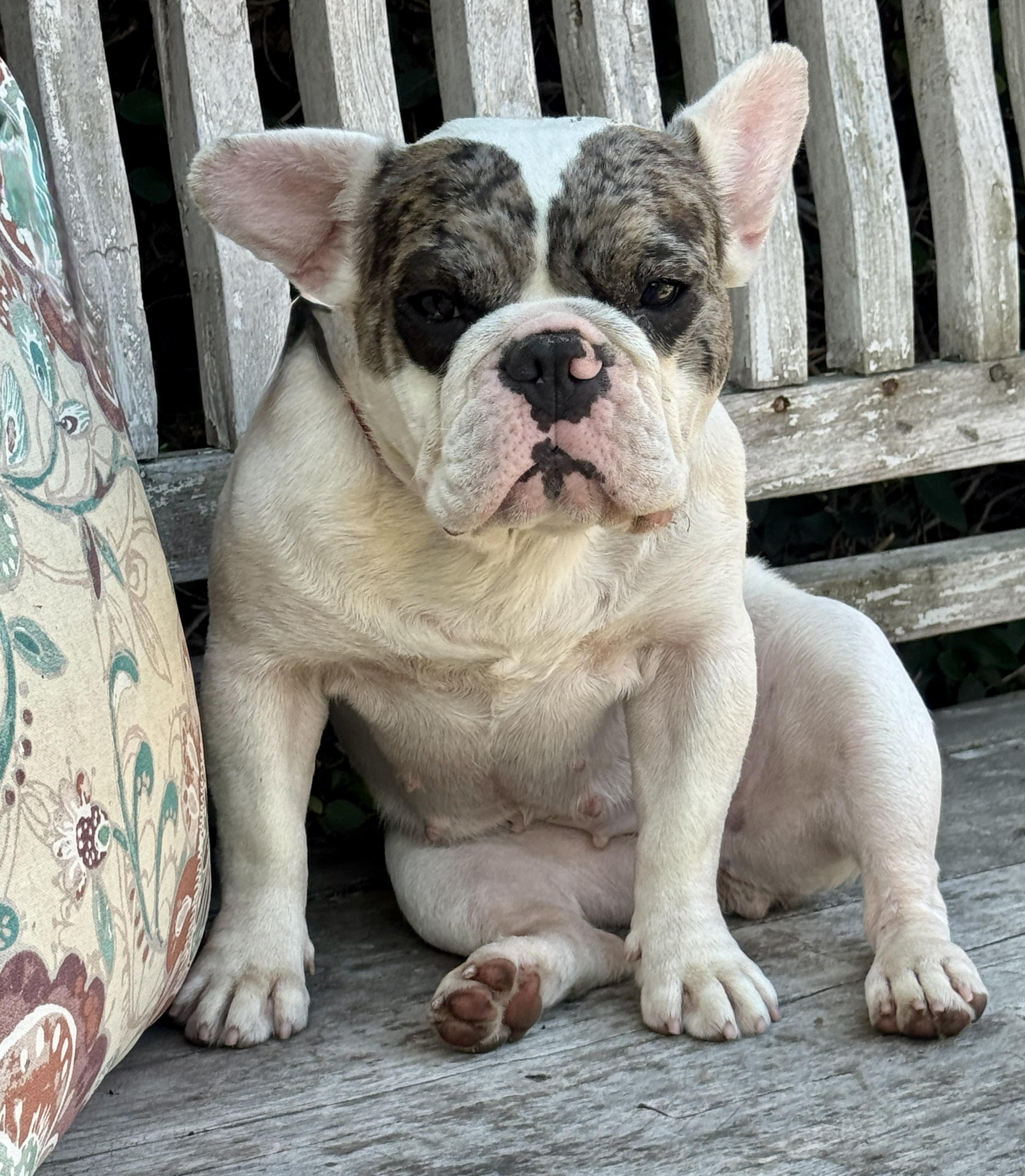 Enlarge Frenchesca, a Adopted mixed breed in Van Nuys, CA image 4/4