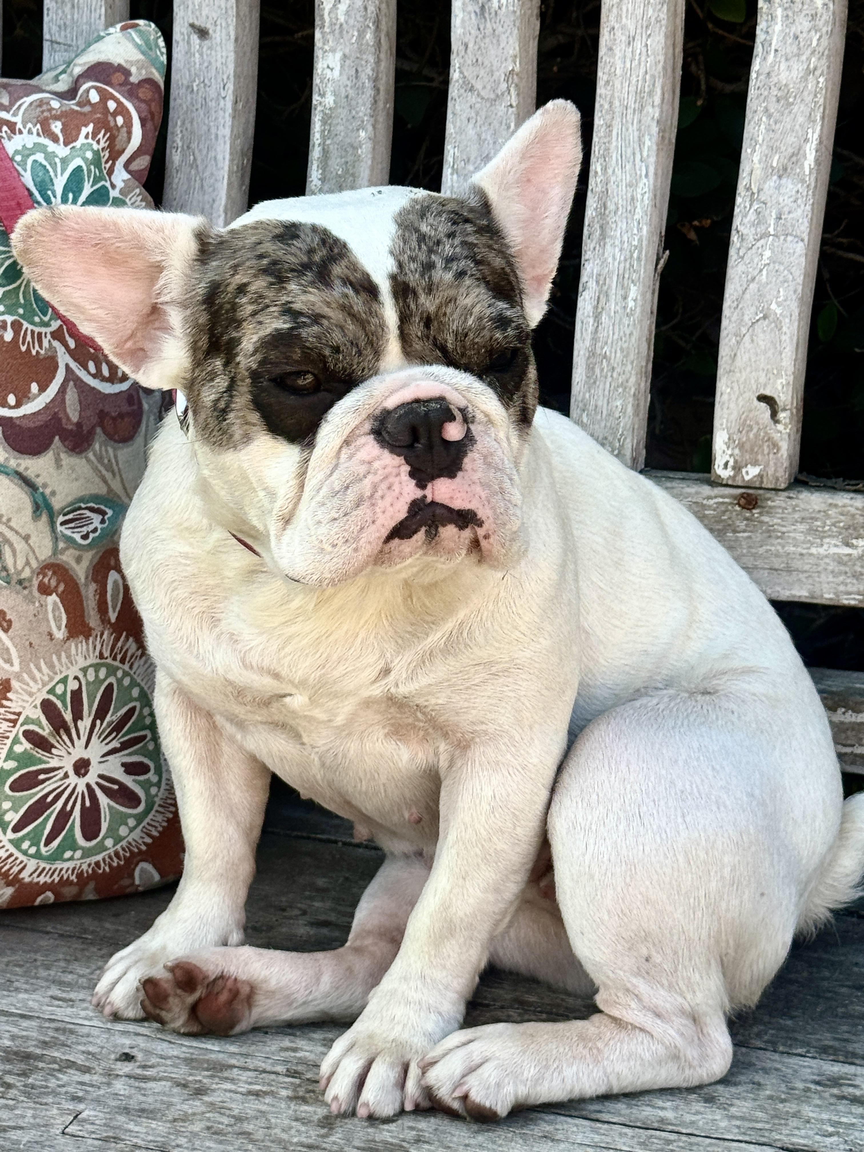 Frenchesca, Adopted, Puppy Female French Bulldog.