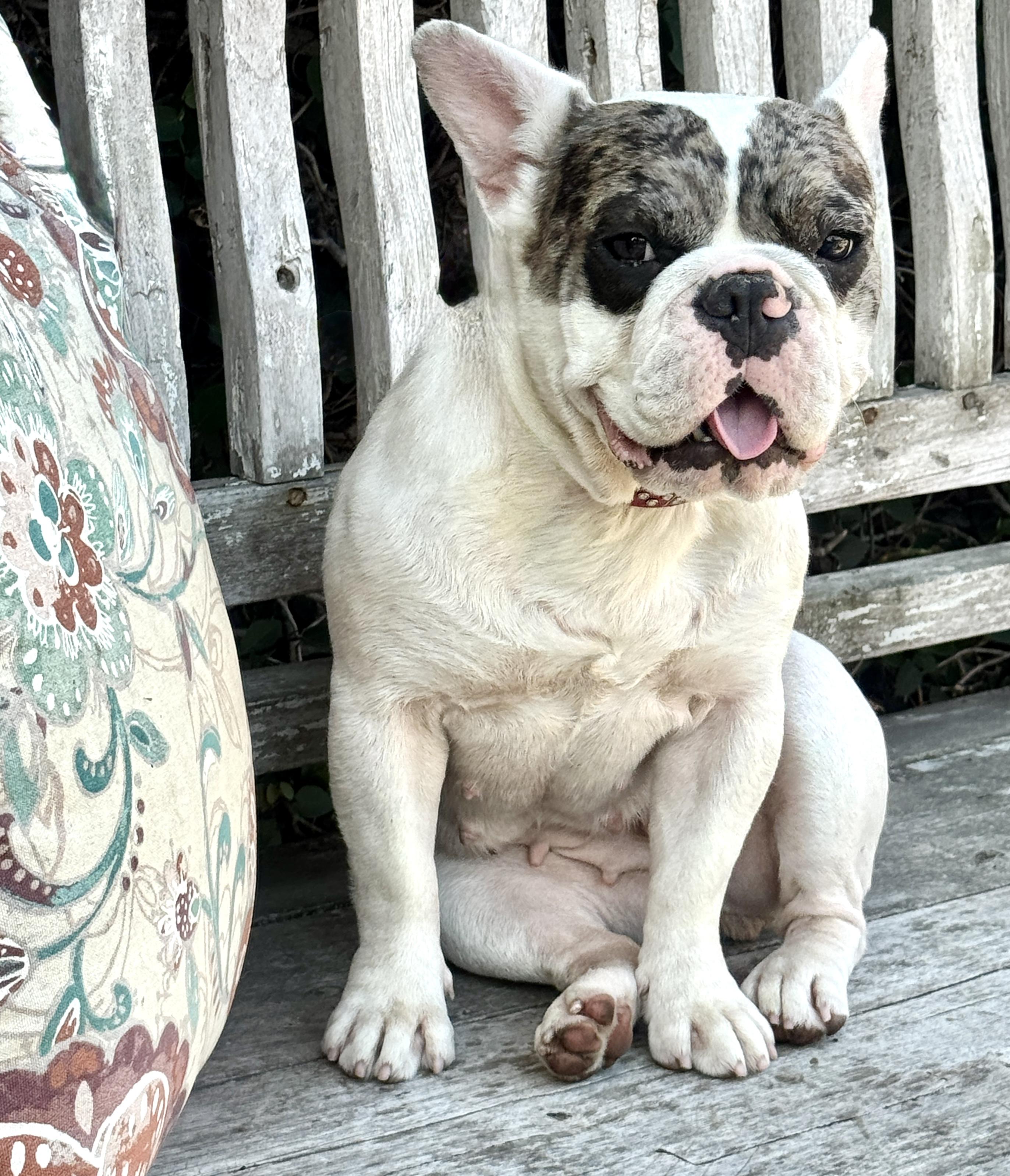 Enlarge Frenchesca, a Adopted mixed breed in Van Nuys, CA image 3/4