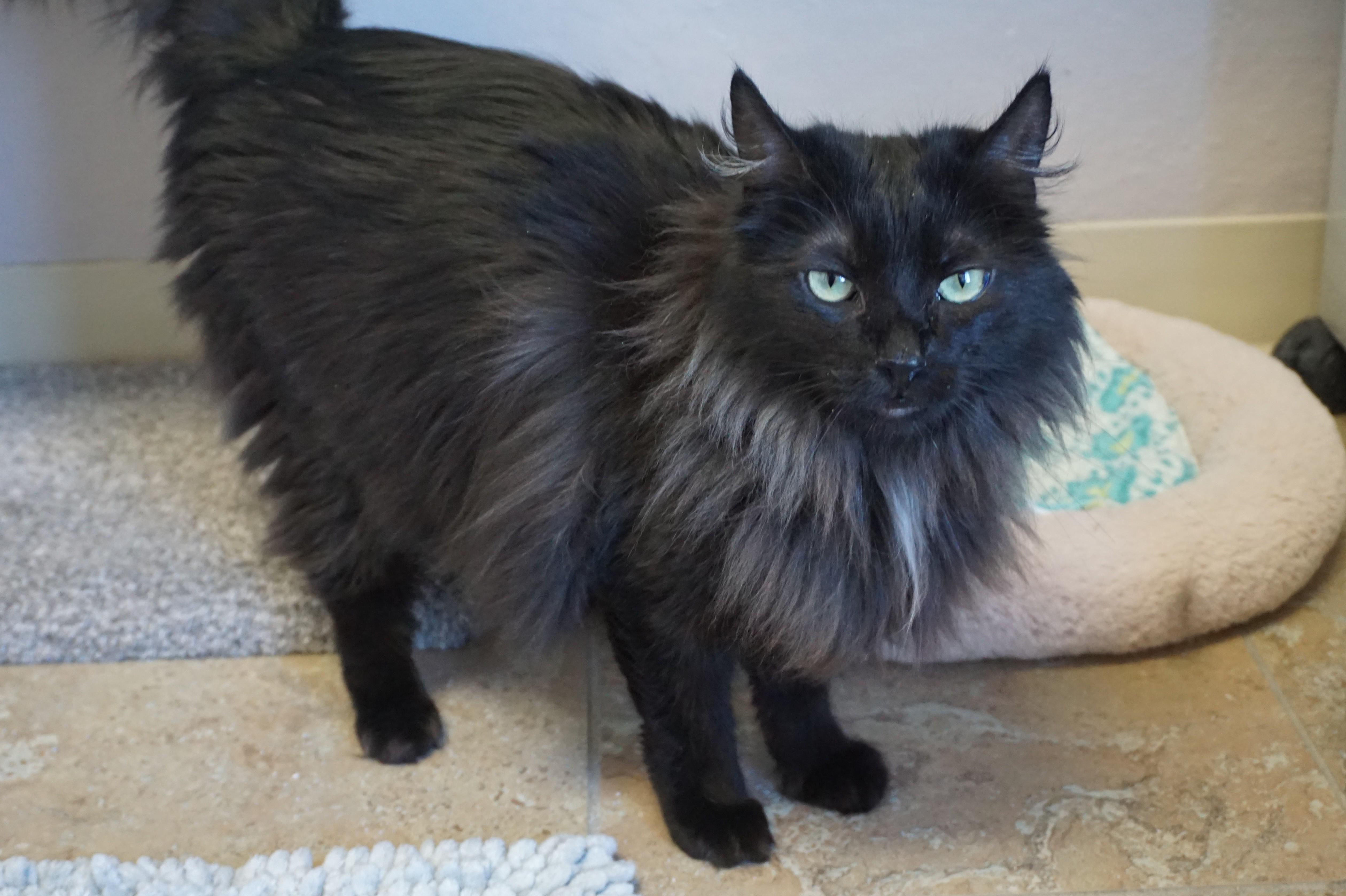 Enlarge Agnes Gee, an adopted Domestic Medium Hair in Fountain Hills, AZ image 2/2