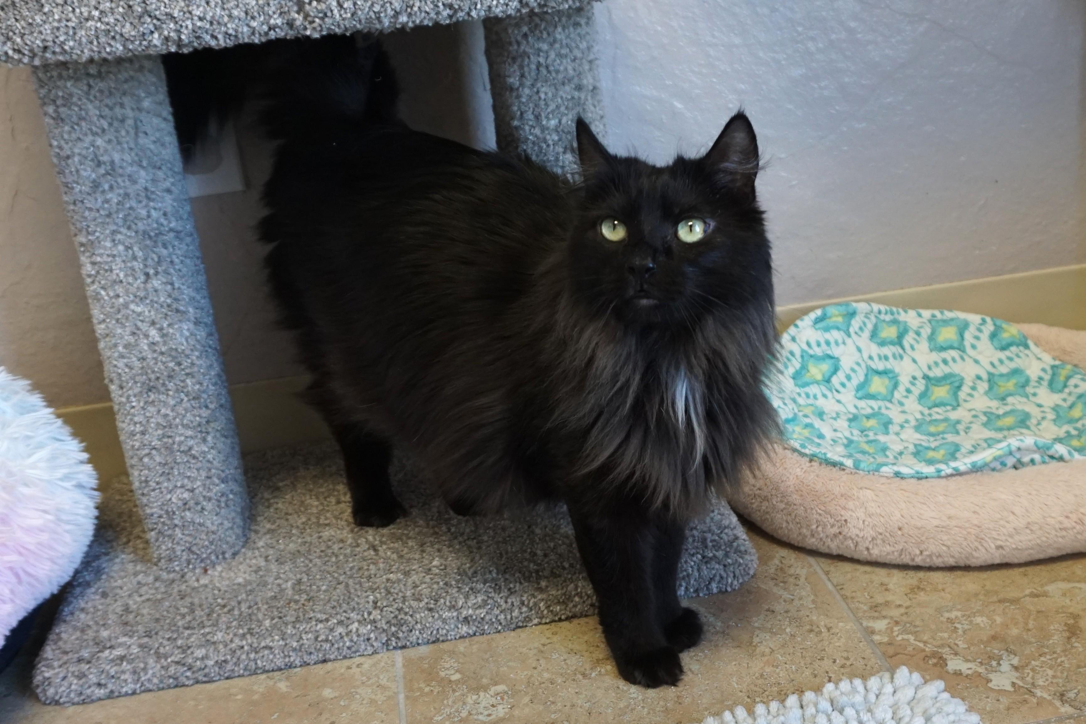 Agnes Gee, adopted, Adult Female Domestic Medium Hair.