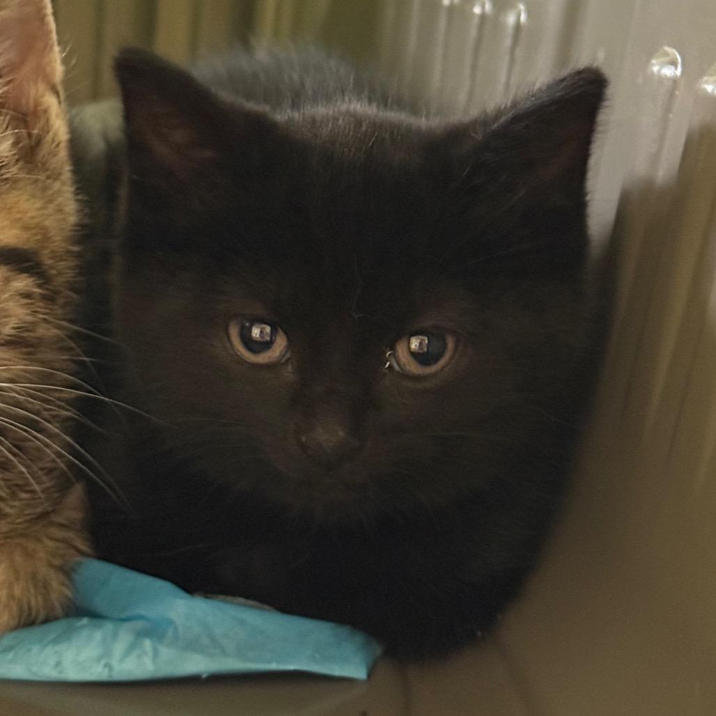 Enlarge Lighthouse, an adopted Domestic Short Hair in Fenton, MI image 1/1
