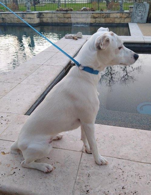 Enlarge Princess in Houston, Texas, a ADOPTABLE Jack Russell Terrier in Houston, TX image 2/4