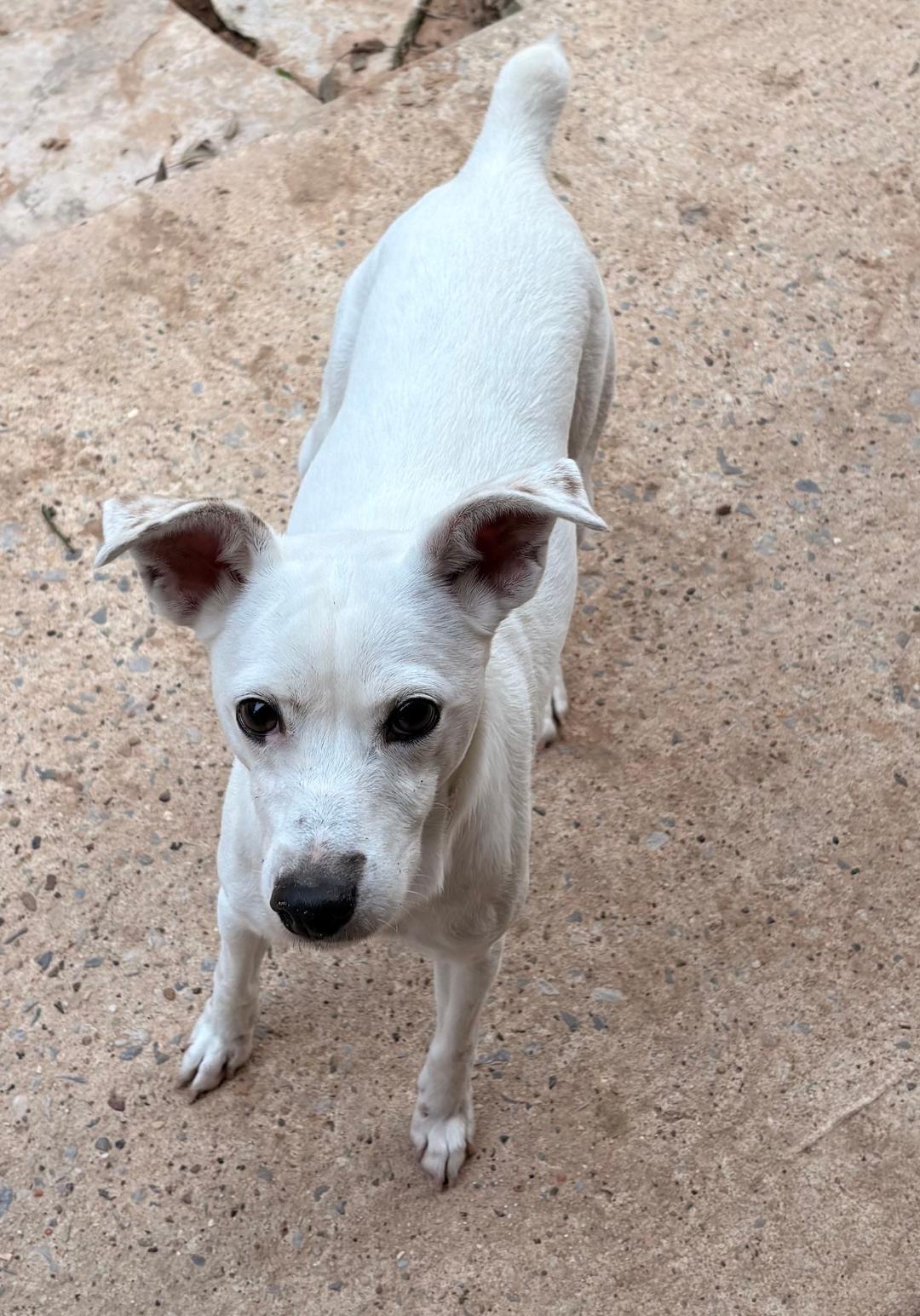 Princess in Houston, Texas, ADOPTABLE, Young Female Jack Russell Terrier.