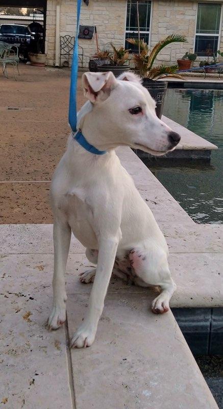 Enlarge Princess in Houston, Texas, a ADOPTABLE Jack Russell Terrier in Houston, TX image 3/4