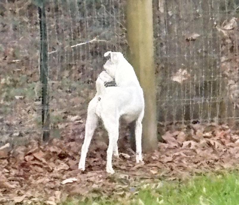 Enlarge Princess in Houston, Texas, a ADOPTABLE Jack Russell Terrier in Houston, TX image 4/4