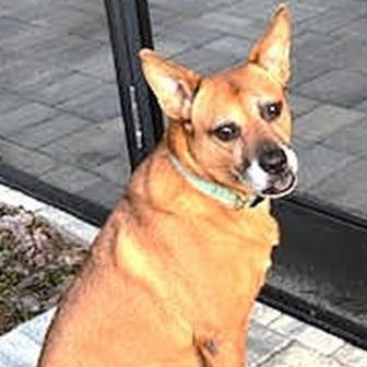 Enlarge Brandy, a ADOPTABLE mixed breed in Palm Harbor, FL image 3/3