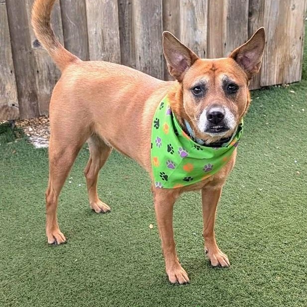 Enlarge Brandy, a ADOPTABLE mixed breed in Palm Harbor, FL image 1/3