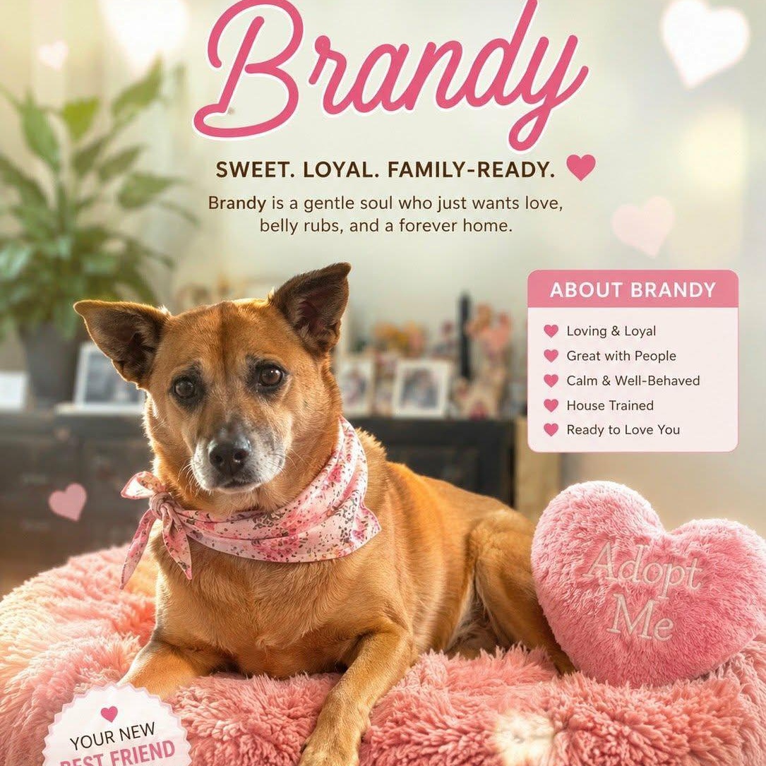 Brandy, a ADOPTABLE mixed breed in Palm Harbor, FL image 5/6