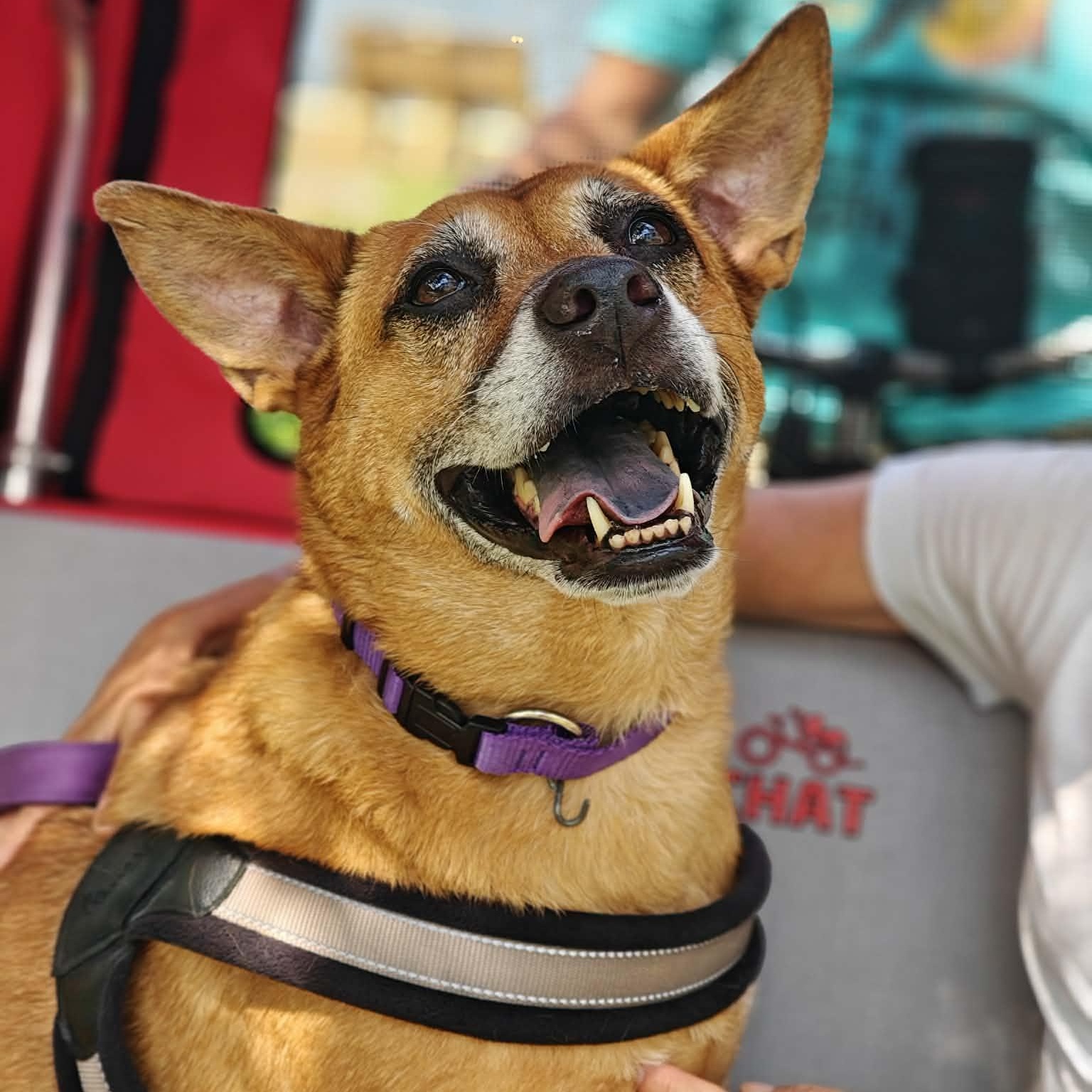 Brandy, a ADOPTABLE mixed breed in Palm Harbor, FL image 2/6