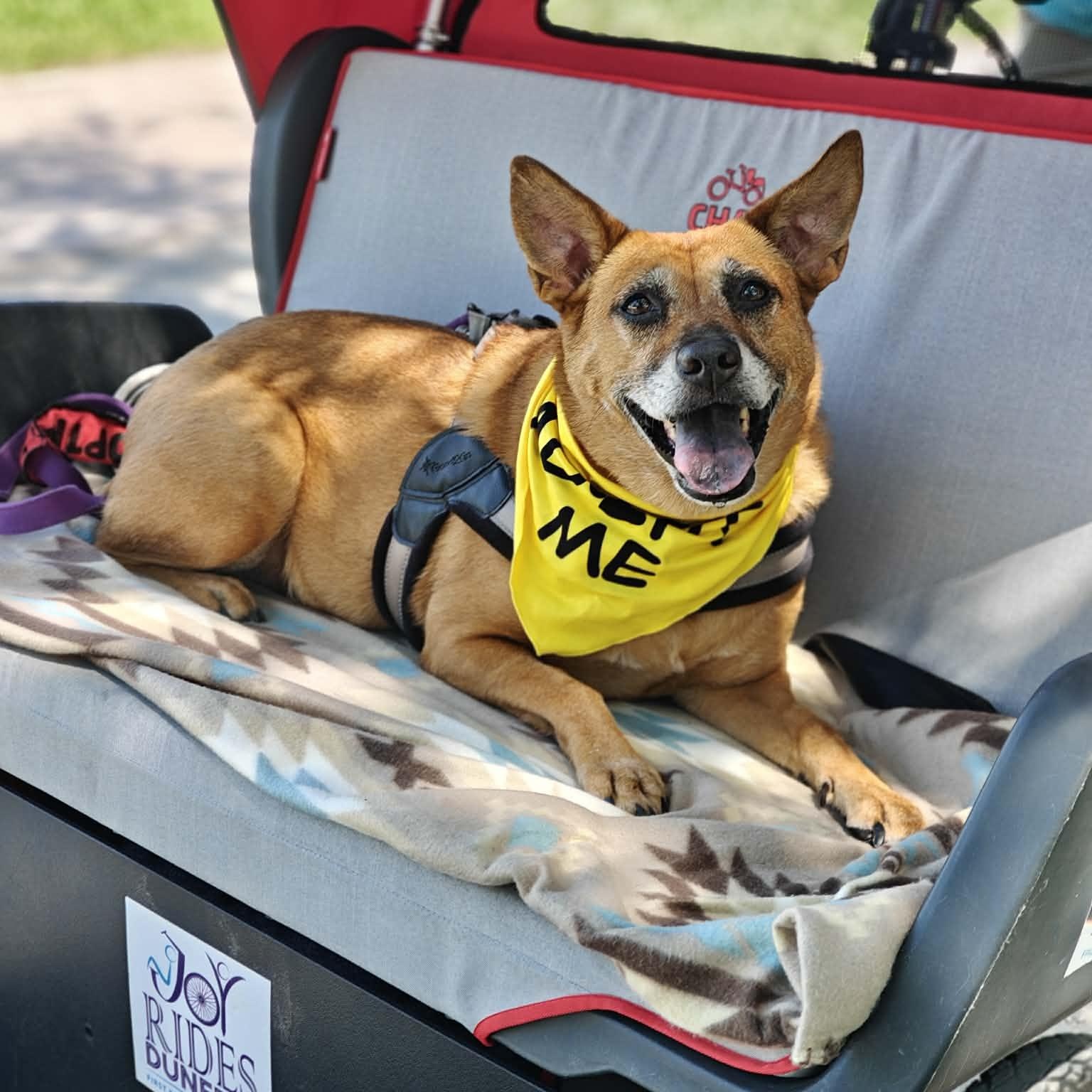 Brandy, ADOPTABLE, Adult Female Shepherd & Black Mouth Cur.