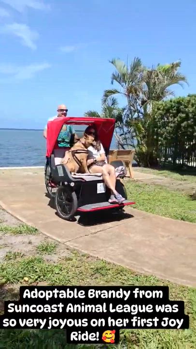Enlarge Brandy, a ADOPTABLE mixed breed in Palm Harbor, FL video 4/6