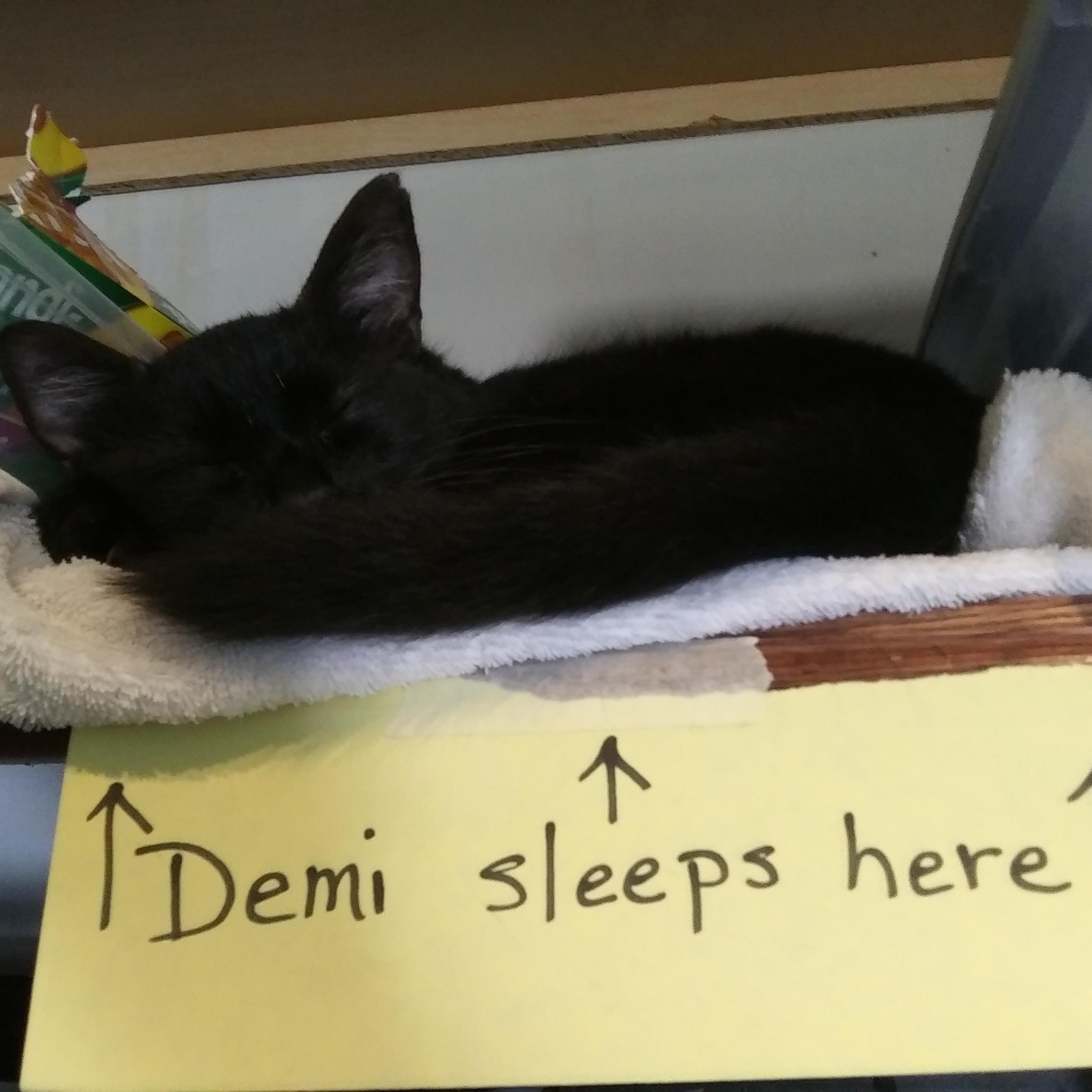Demi, a Adoptable Domestic Short Hair in Port Wentworth, GA image 2/3