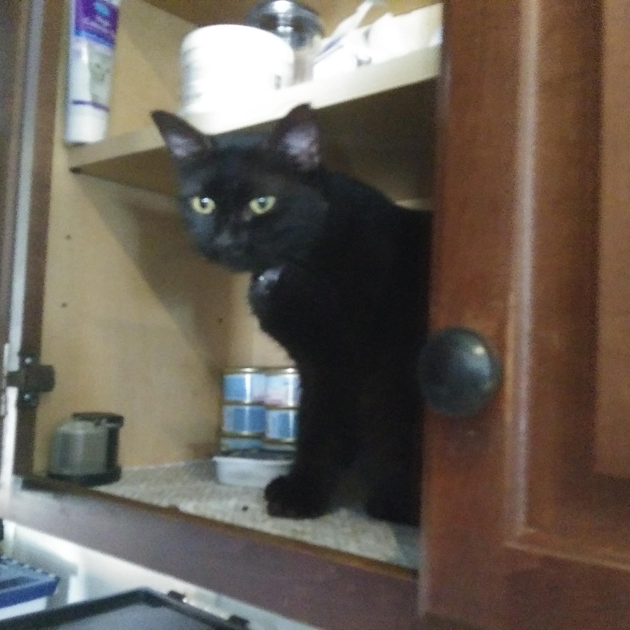 Demi, a Adoptable Domestic Short Hair in Port Wentworth, GA image 3/3
