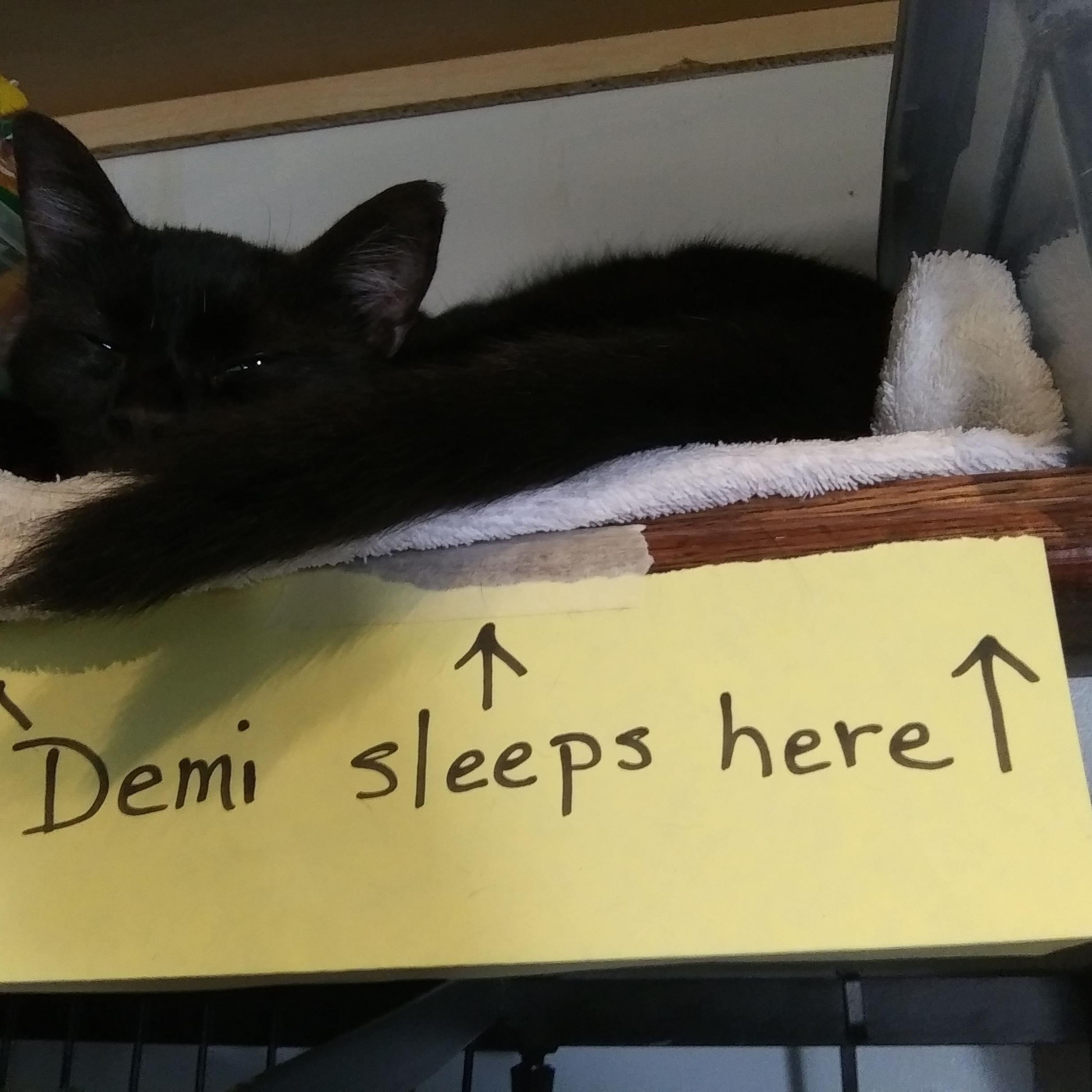 Demi, Adoptable, Adult Female Domestic Short Hair.