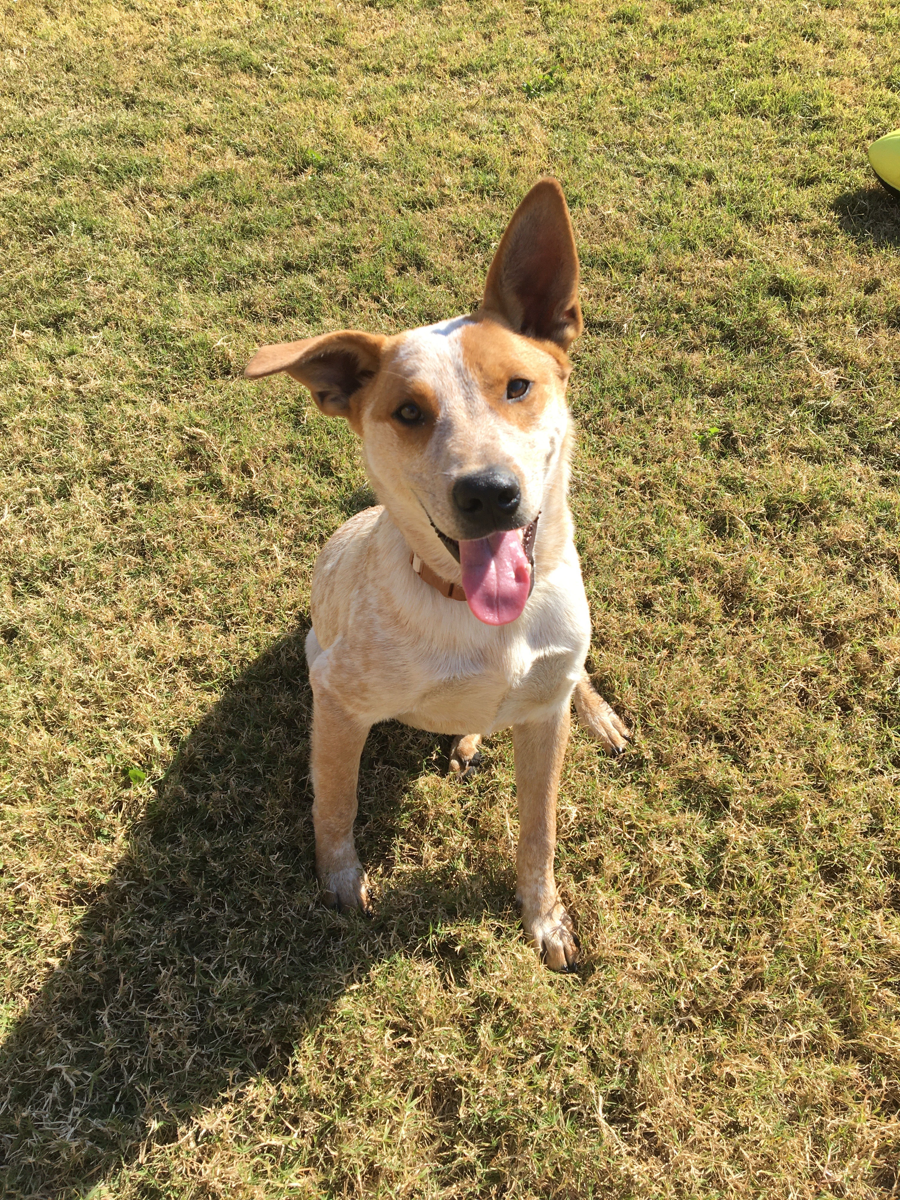 Enlarge Finley, a Adoptable mixed breed in Dallas, TX image 1/2