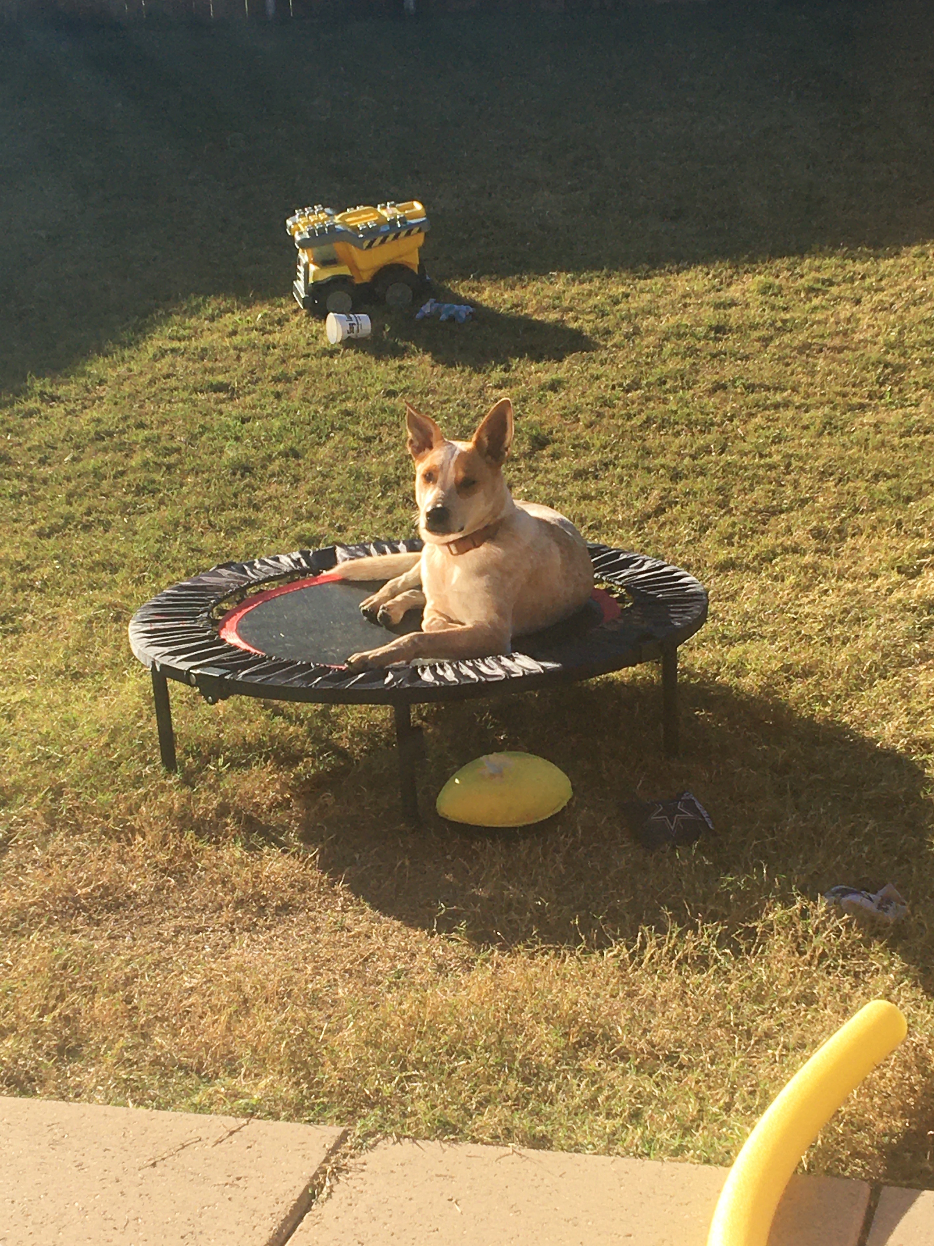 Enlarge Finley, a Adoptable mixed breed in Dallas, TX image 2/2