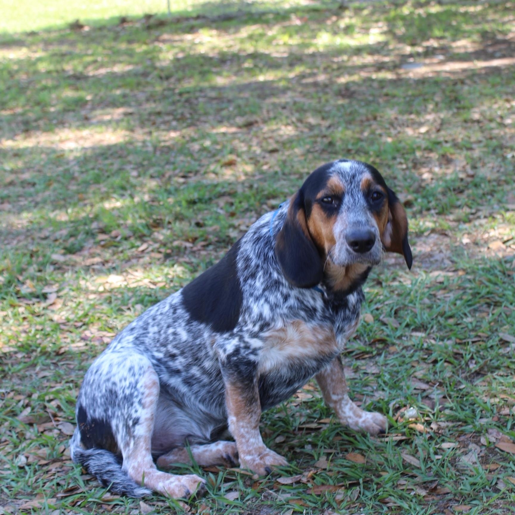 Enlarge Orville, a Adoptable mixed breed in Orlando, FL image 6/6