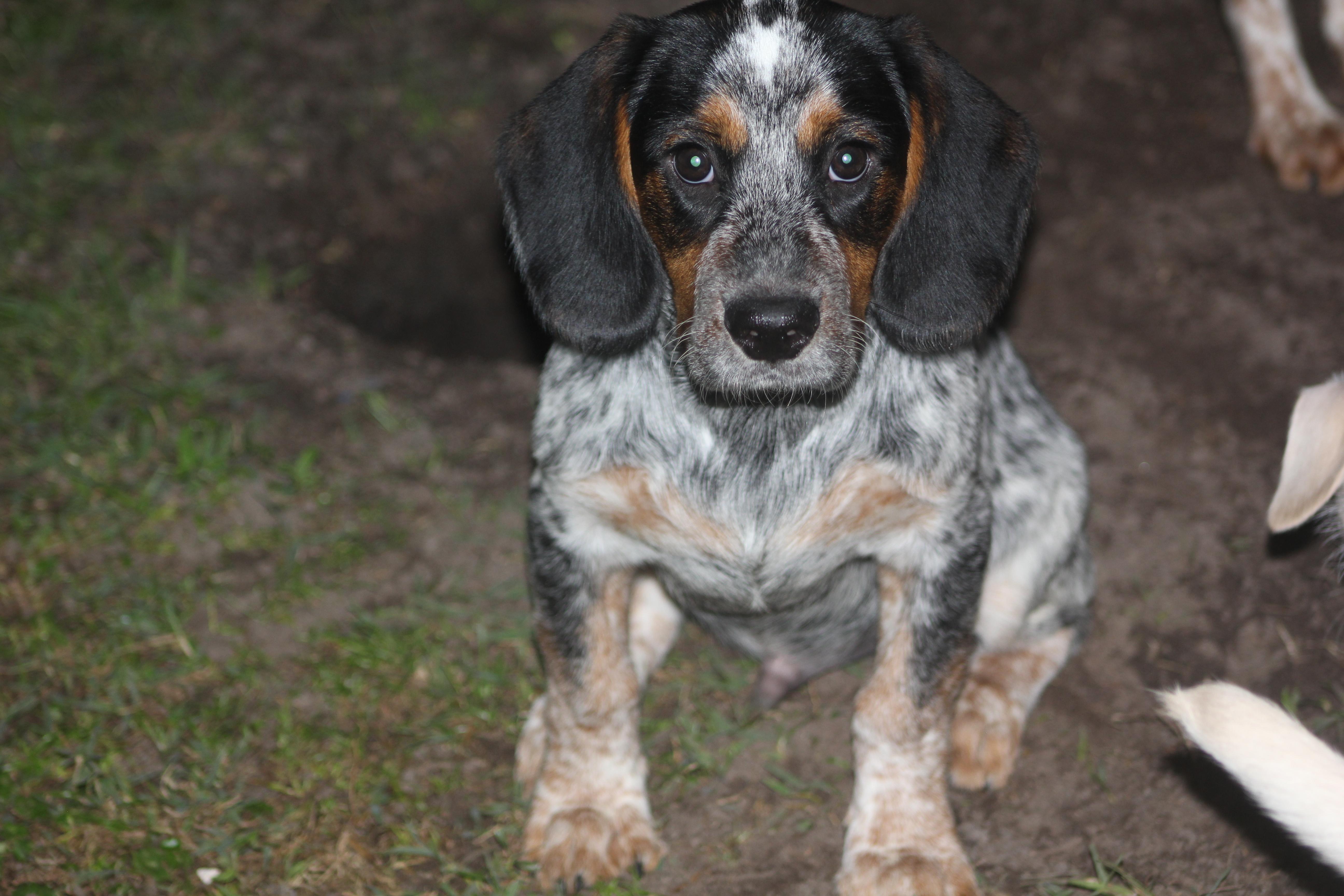 Enlarge Orville, a Adoptable mixed breed in Orlando, FL image 4/6