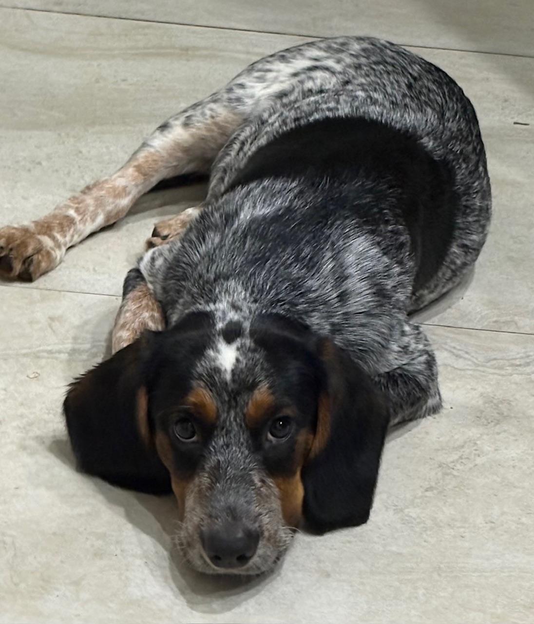 Enlarge Orville, a Adoptable mixed breed in Orlando, FL image 6/6