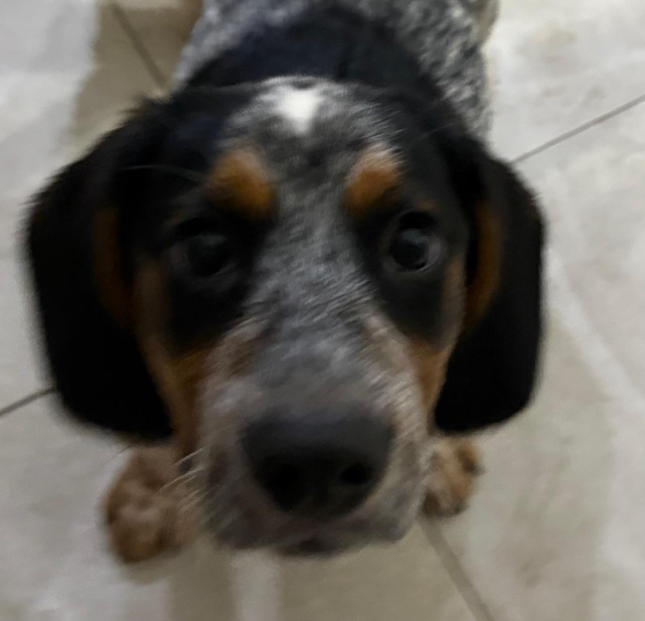 Enlarge Orville, a Adoptable mixed breed in Orlando, FL image 2/6