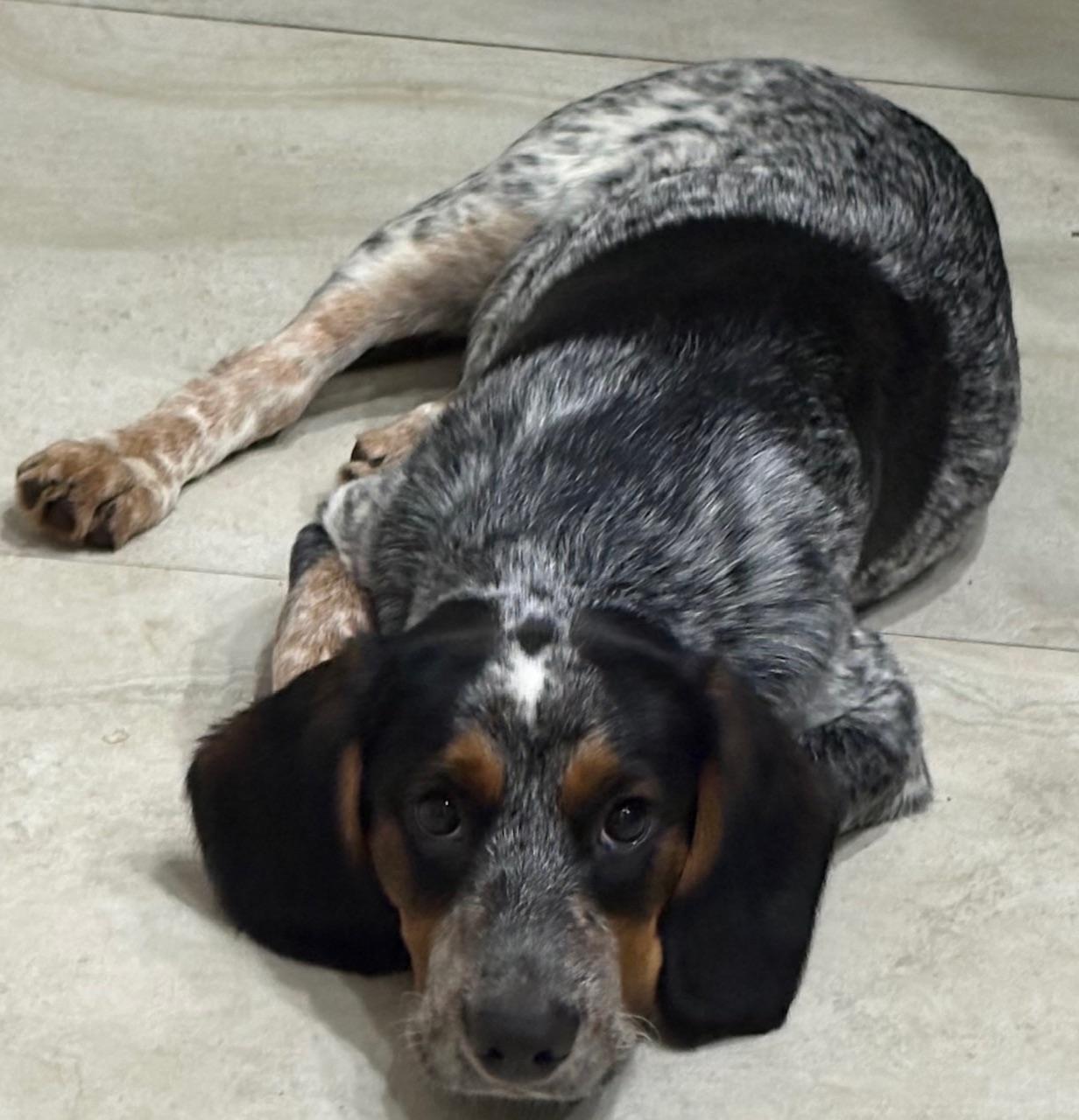 Enlarge Orville, a Adoptable mixed breed in Orlando, FL image 1/6