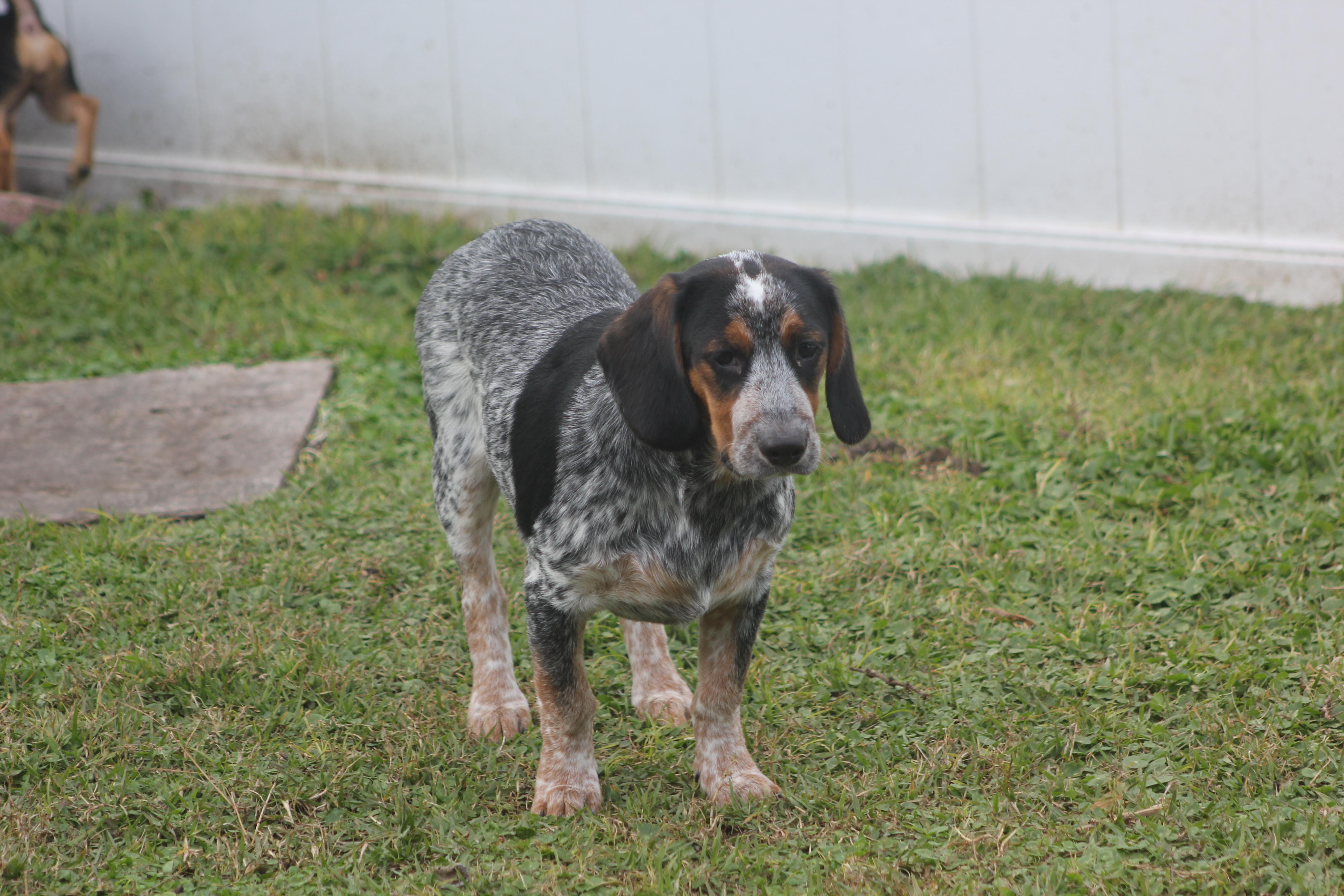 Enlarge Orville, a Adoptable mixed breed in Orlando, FL image 6/6