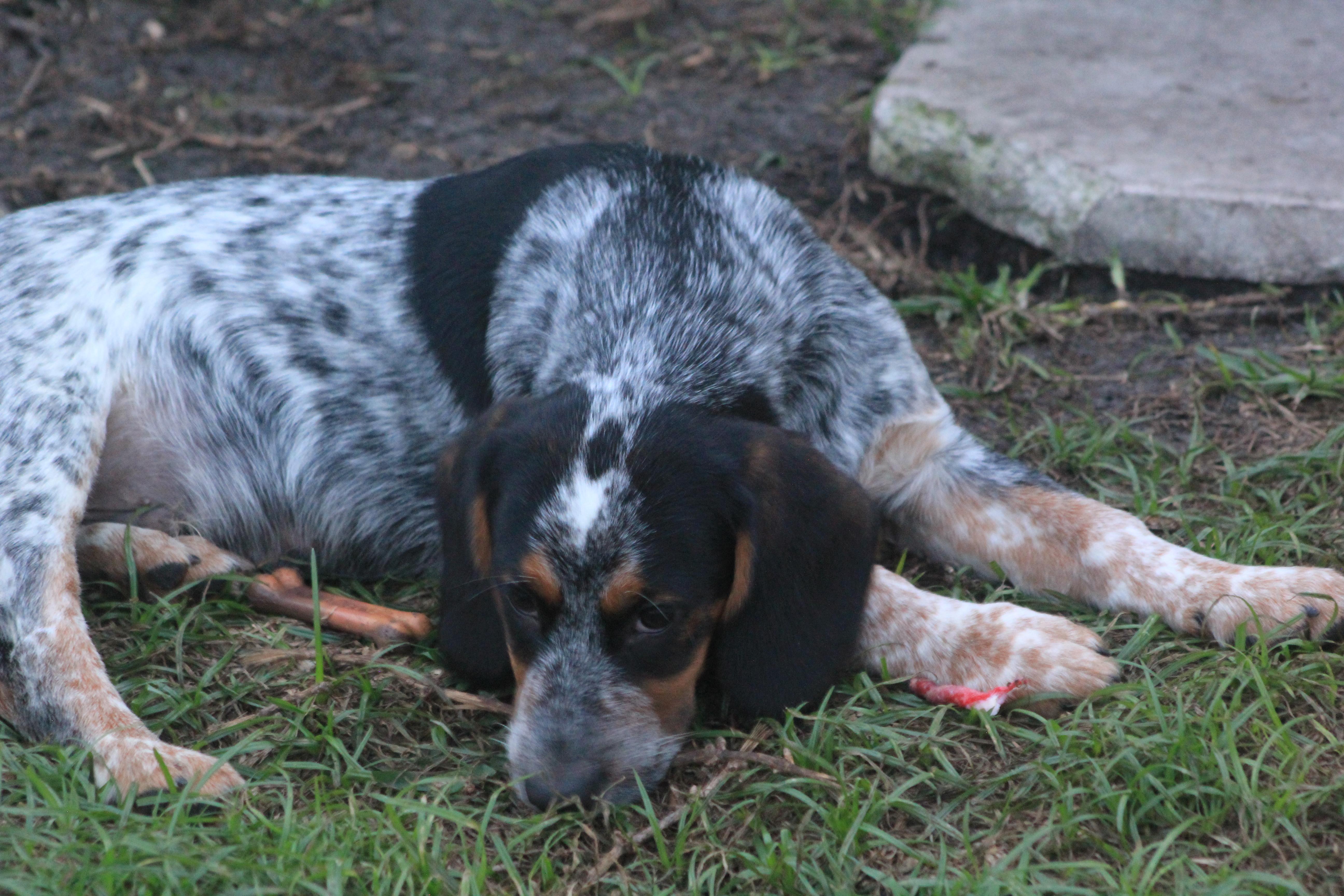 Orville, Adoptable, Puppy Male Beaglier & Australian Cattle Dog / Blue Heeler.