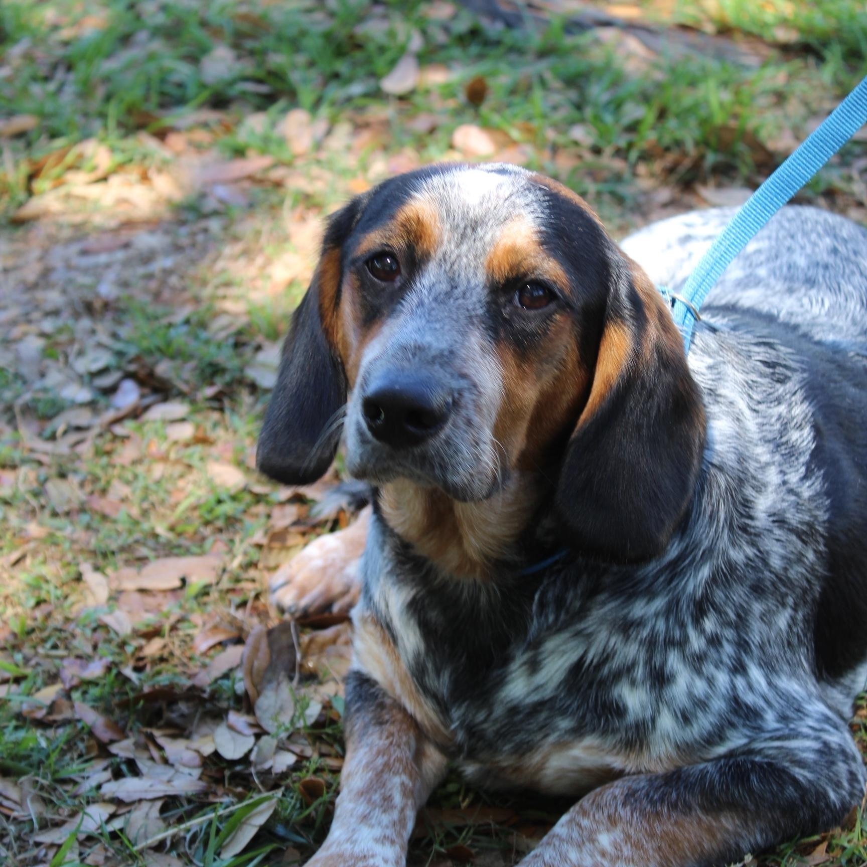 Orville, Adoptable, Puppy Male Beaglier & Australian Cattle Dog / Blue Heeler.