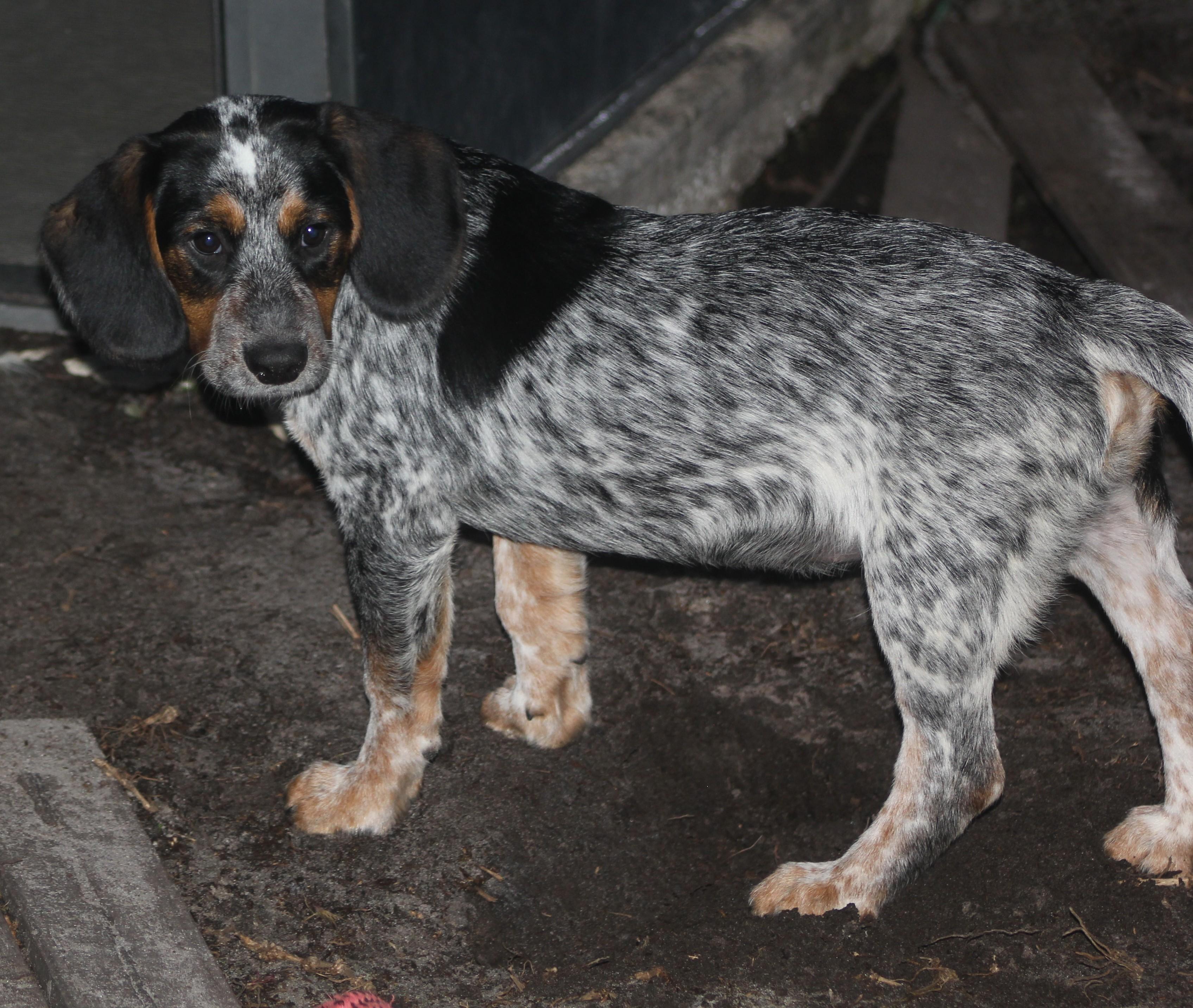 Enlarge Orville, a Adoptable mixed breed in Orlando, FL image 5/6