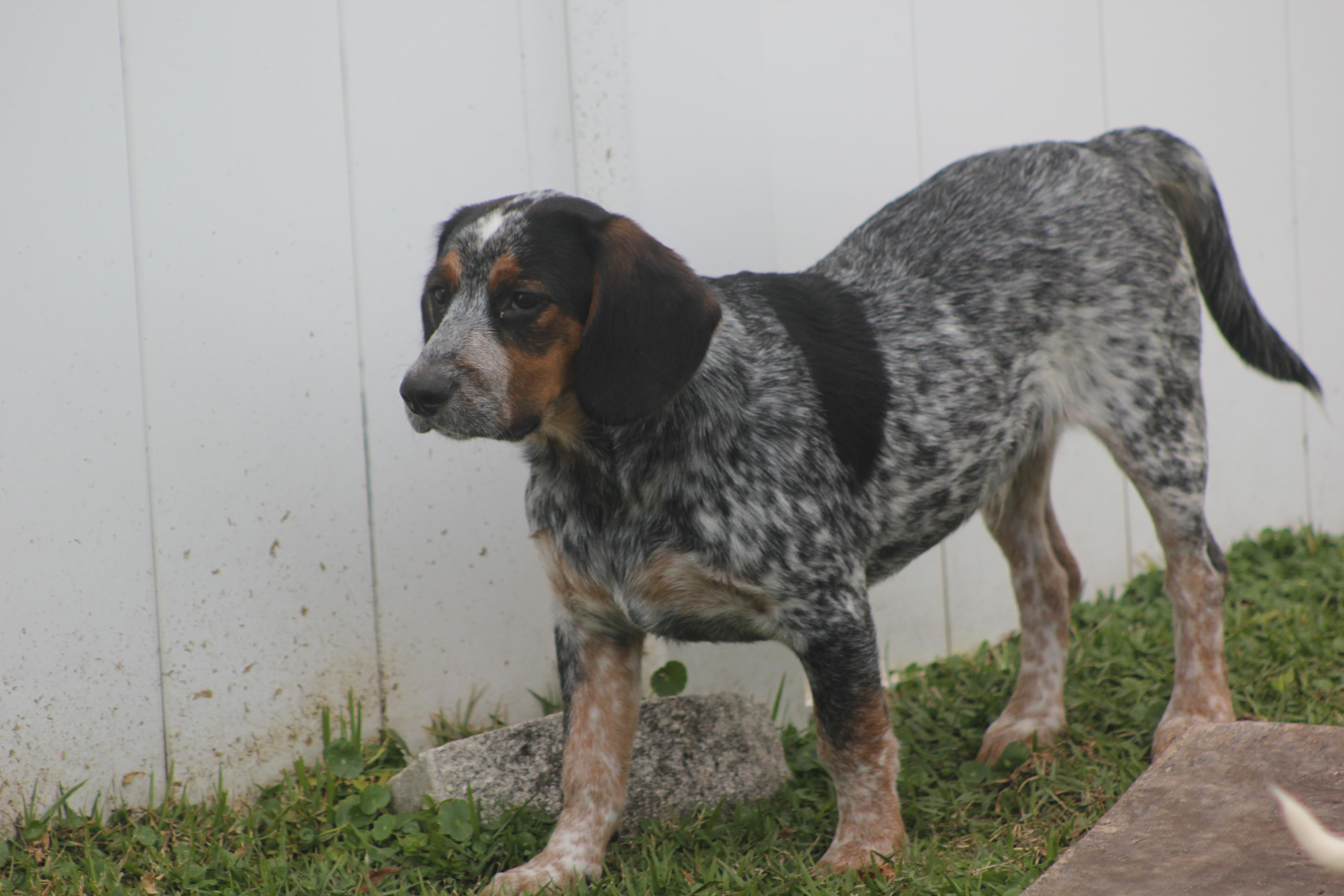 Enlarge Orville, a Adoptable mixed breed in Orlando, FL image 5/6