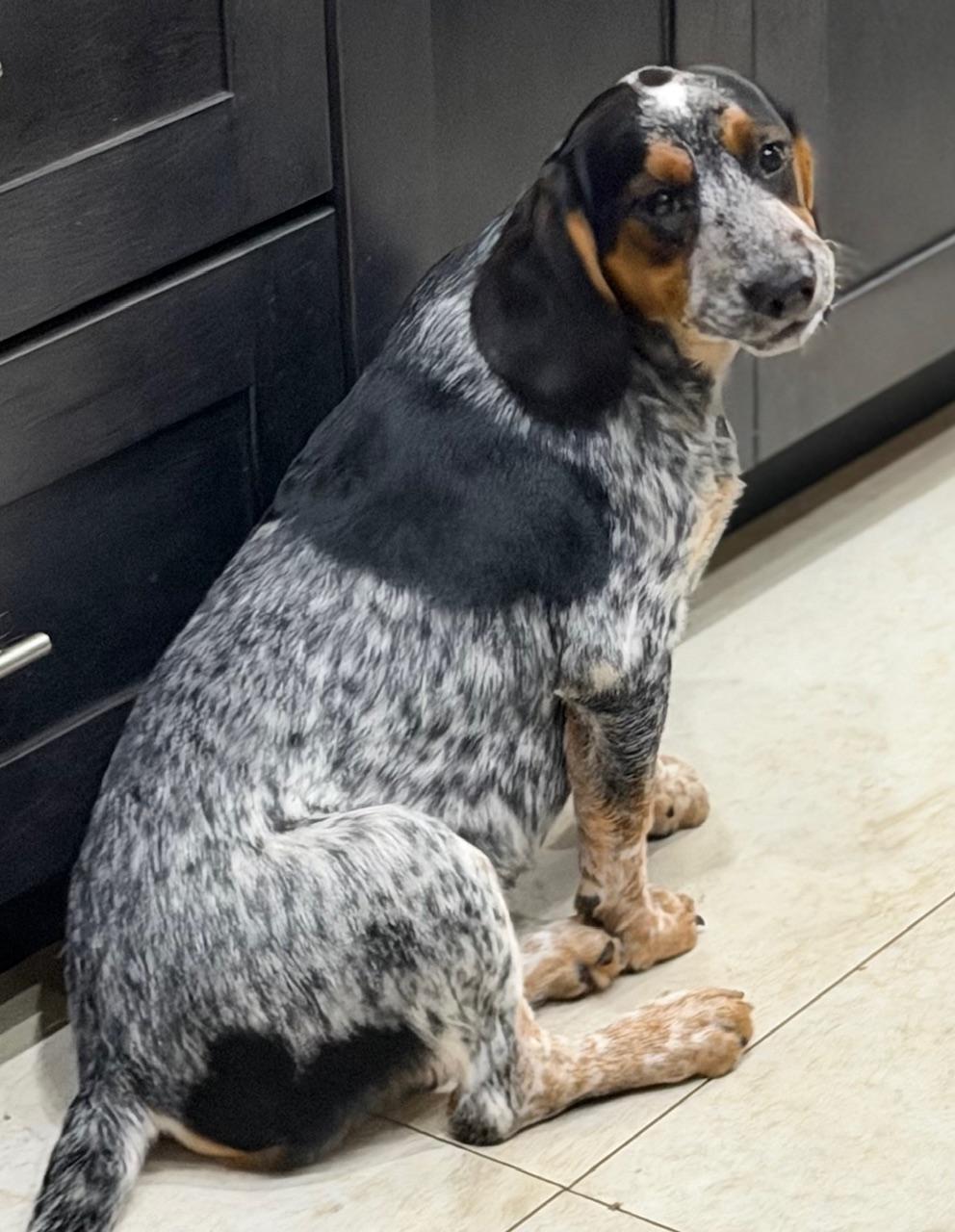 Enlarge Orville, a Adoptable mixed breed in Orlando, FL image 2/6