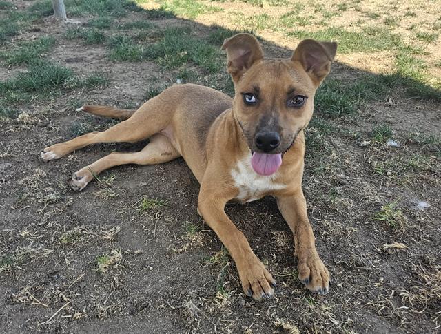 Clover -- URGENT! LONGTIME RESIDENT!, ADOPTABLE, Puppy Female Shepherd.