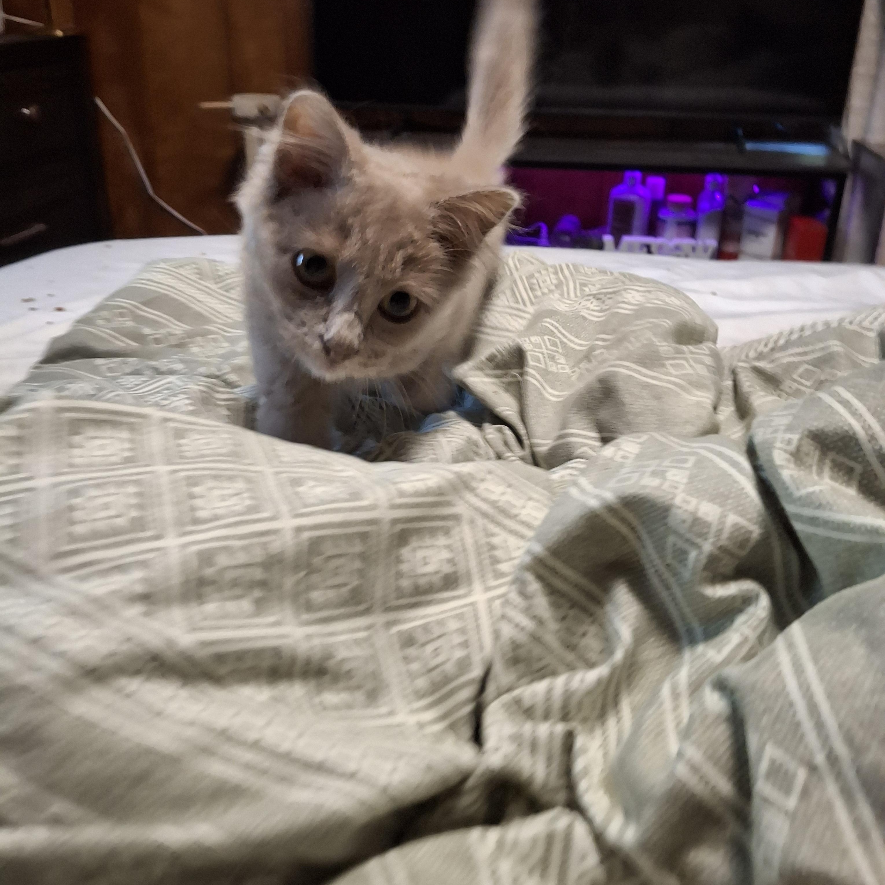 Ash, a Adoptable Domestic Long Hair in Lawrenceville, GA image 1/2