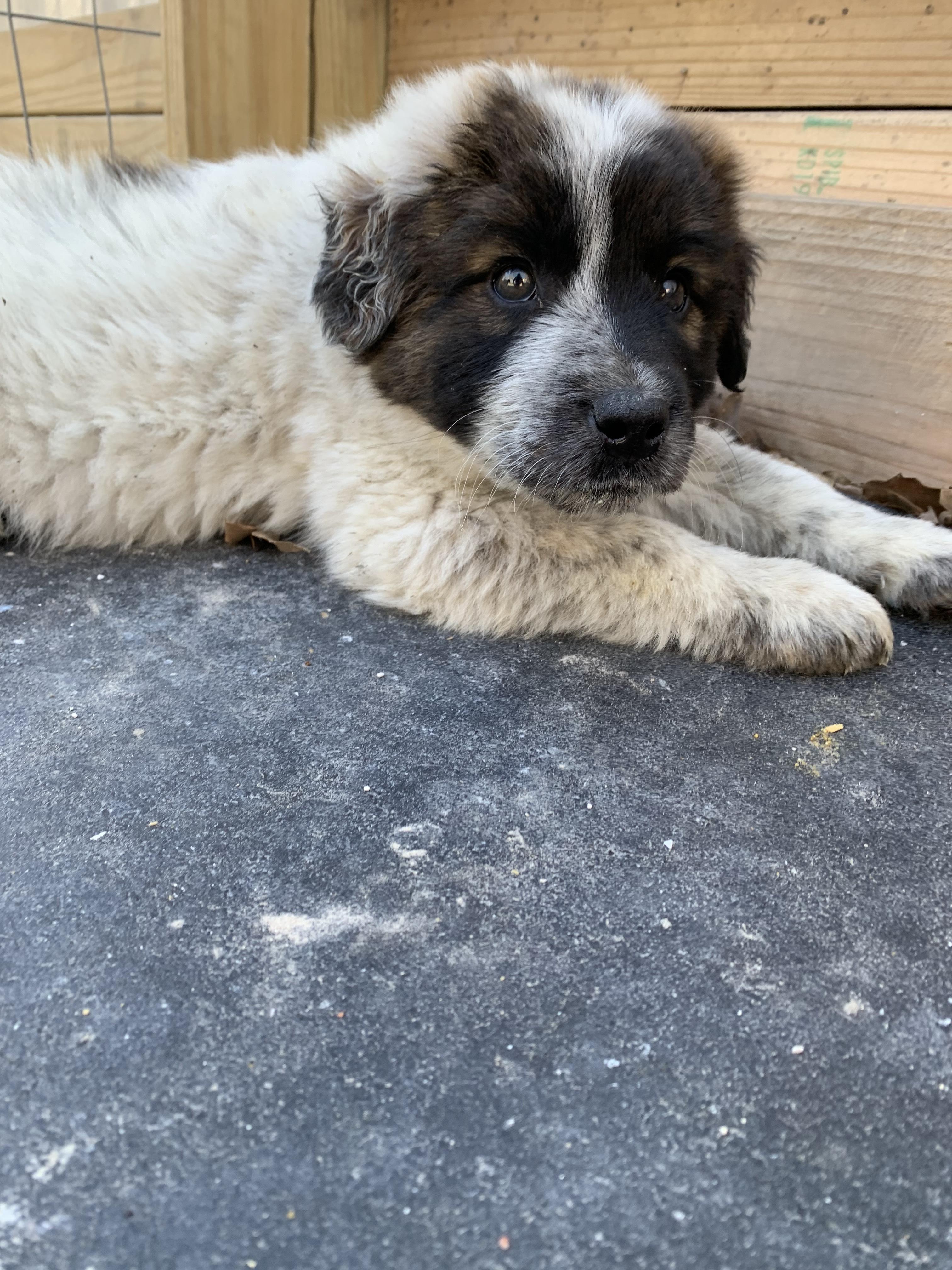 Enlarge POE, a Adopted mixed breed in Somerville, TX image 2/3