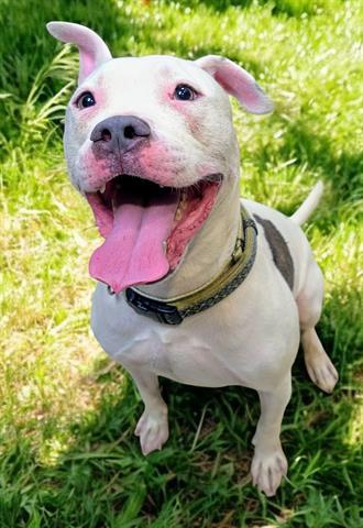 ROO, Adoptable, Adult Male Pit Bull Terrier & Mixed Breed.