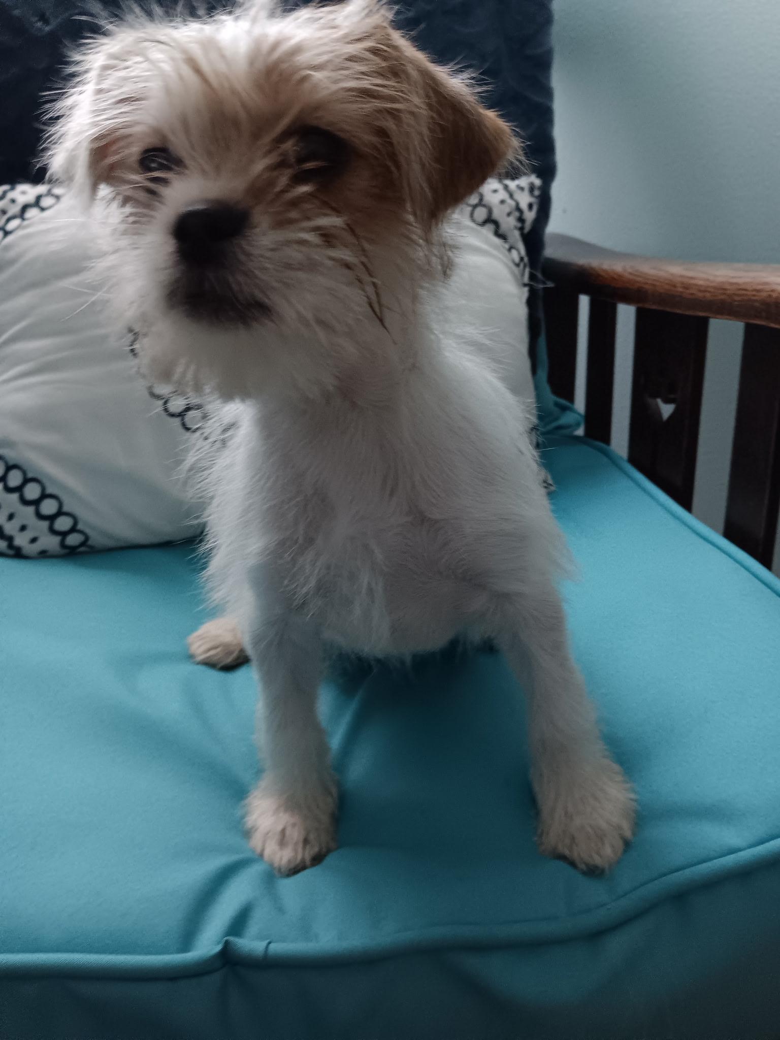Enlarge Cleo, a Adoptable mixed breed in Bradenton, FL image 4/6