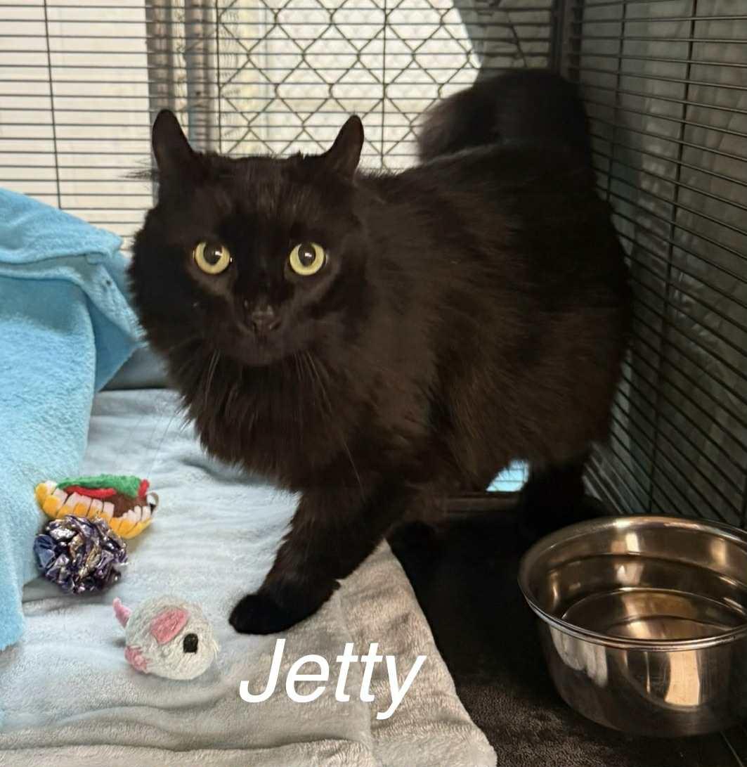 Jetty, Senior Female Domestic Long Hair