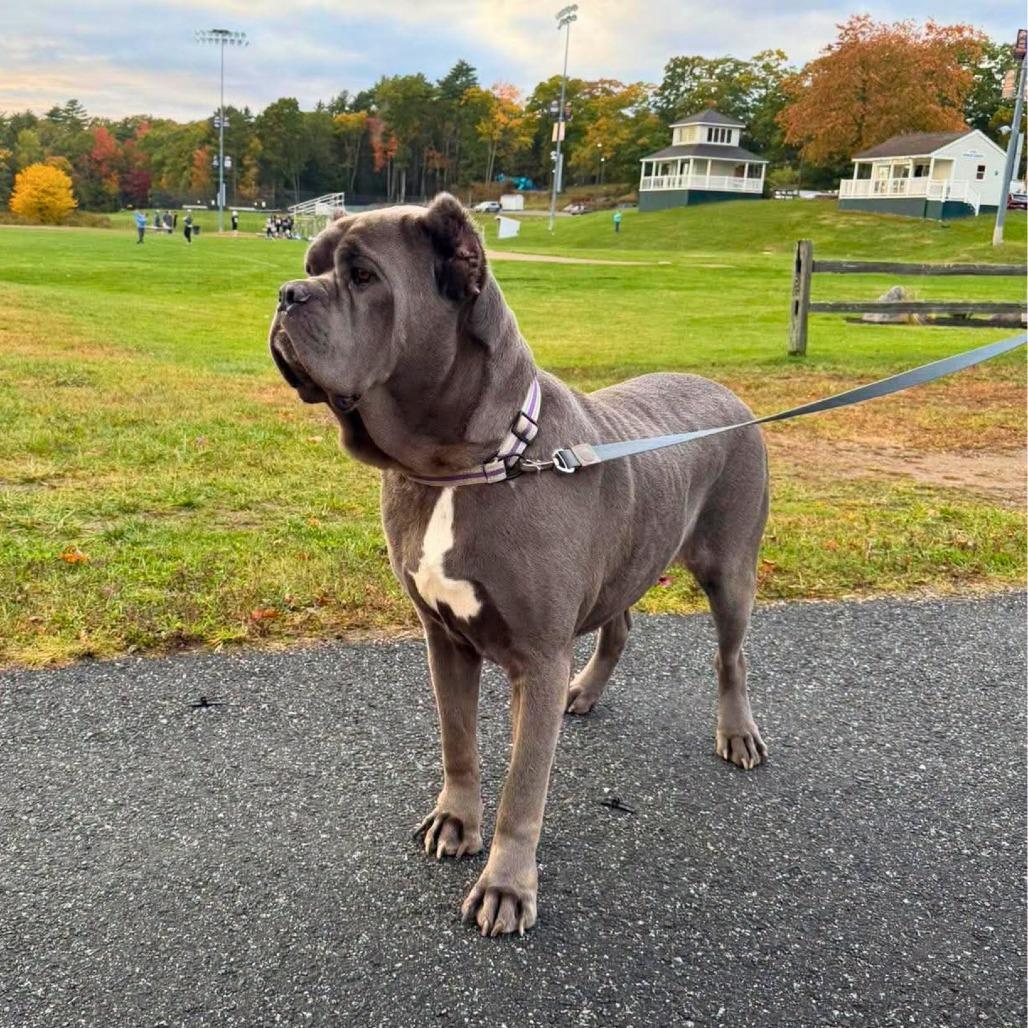 Thanos, Adoptable, Adult Male Mixed Breed.