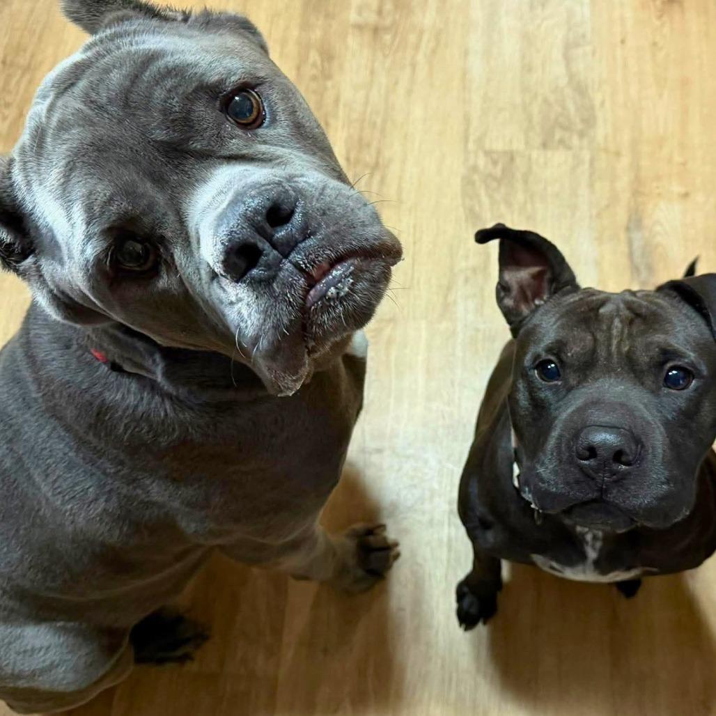 Enlarge Thanos, a Adoptable Mixed Breed in South Portland, ME image 2/5