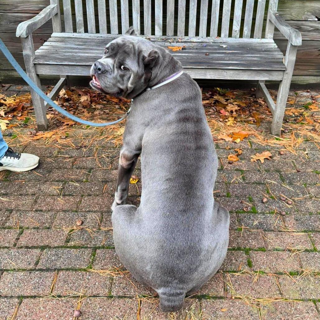 Enlarge Thanos, a Adoptable Mixed Breed in South Portland, ME image 3/5
