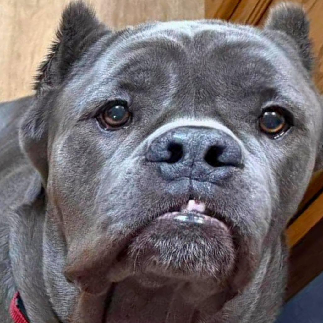 Enlarge Thanos, a Adoptable Mixed Breed in South Portland, ME image 4/5